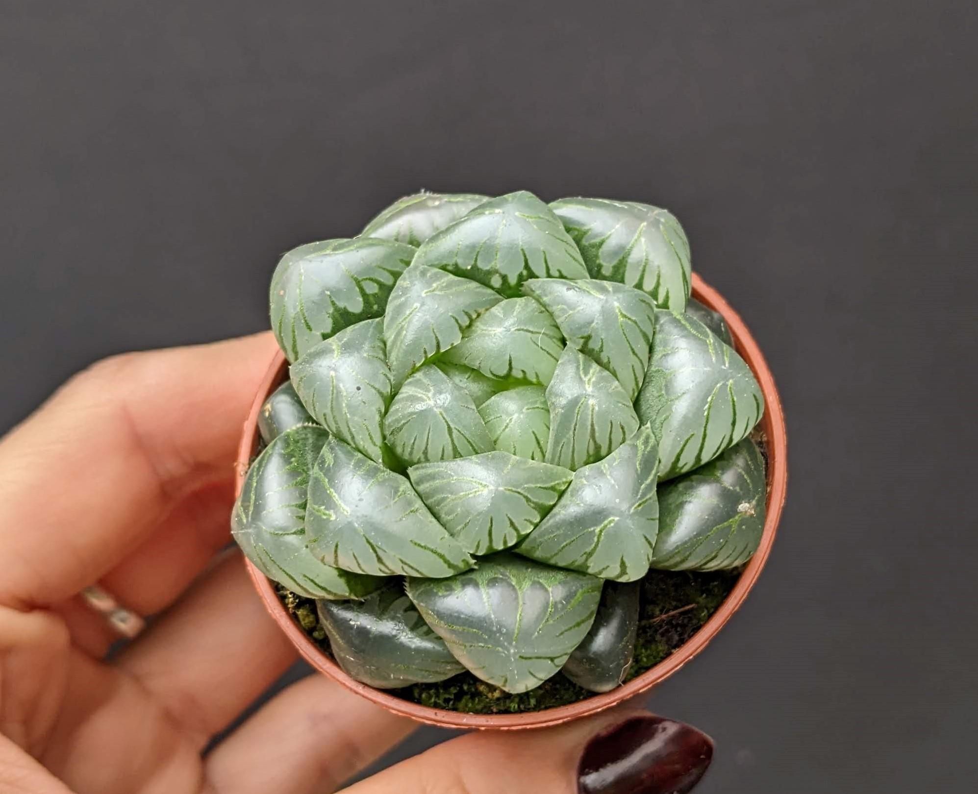 Haworthia cooperi (Haworthia Ice Jade) Houseplant Succulent in 5 cm pot