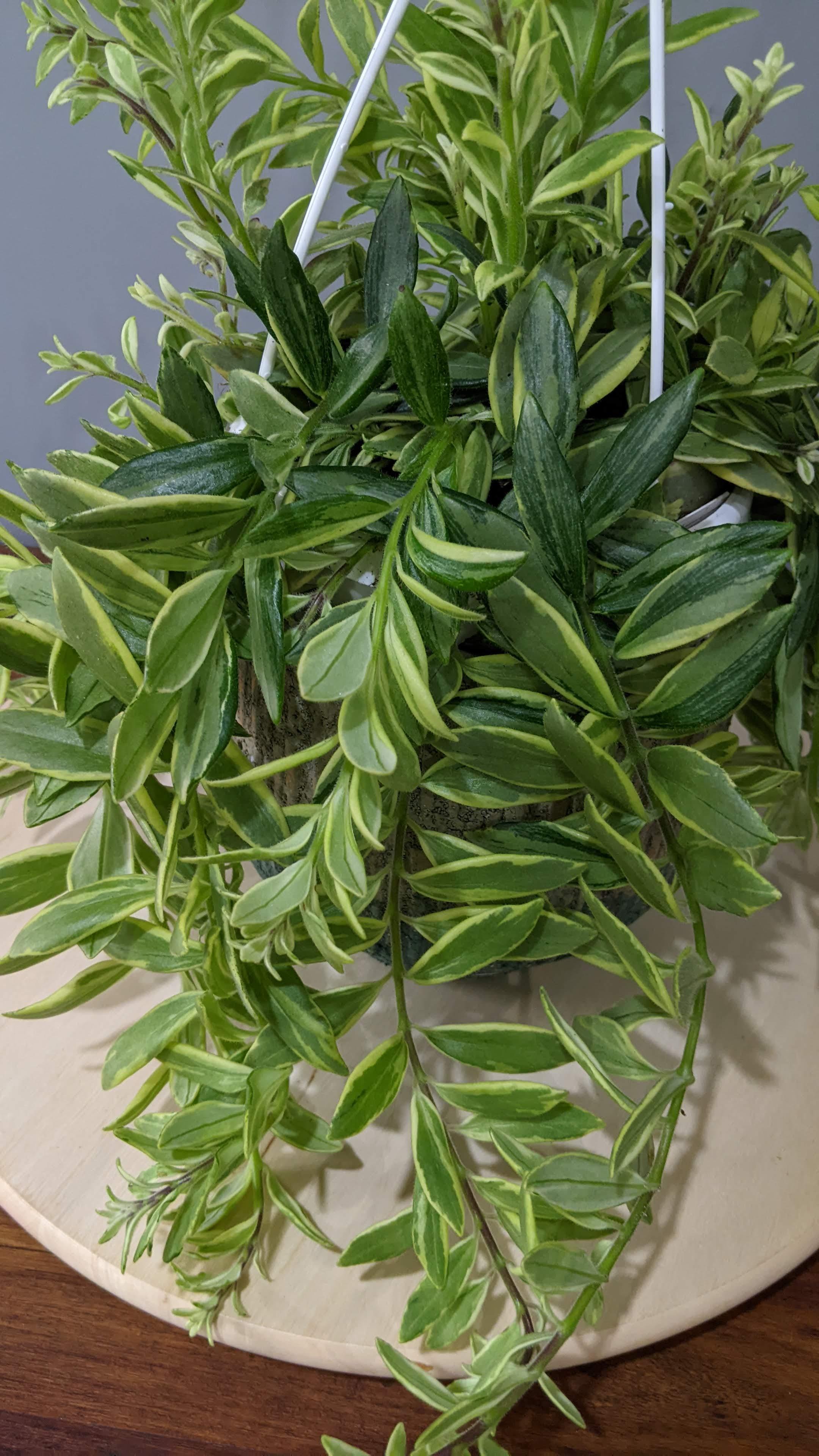 https://planthostel.com/pictures/8b71a5e1-4549-4fbe-85c5-decb9e26b68d.jpg