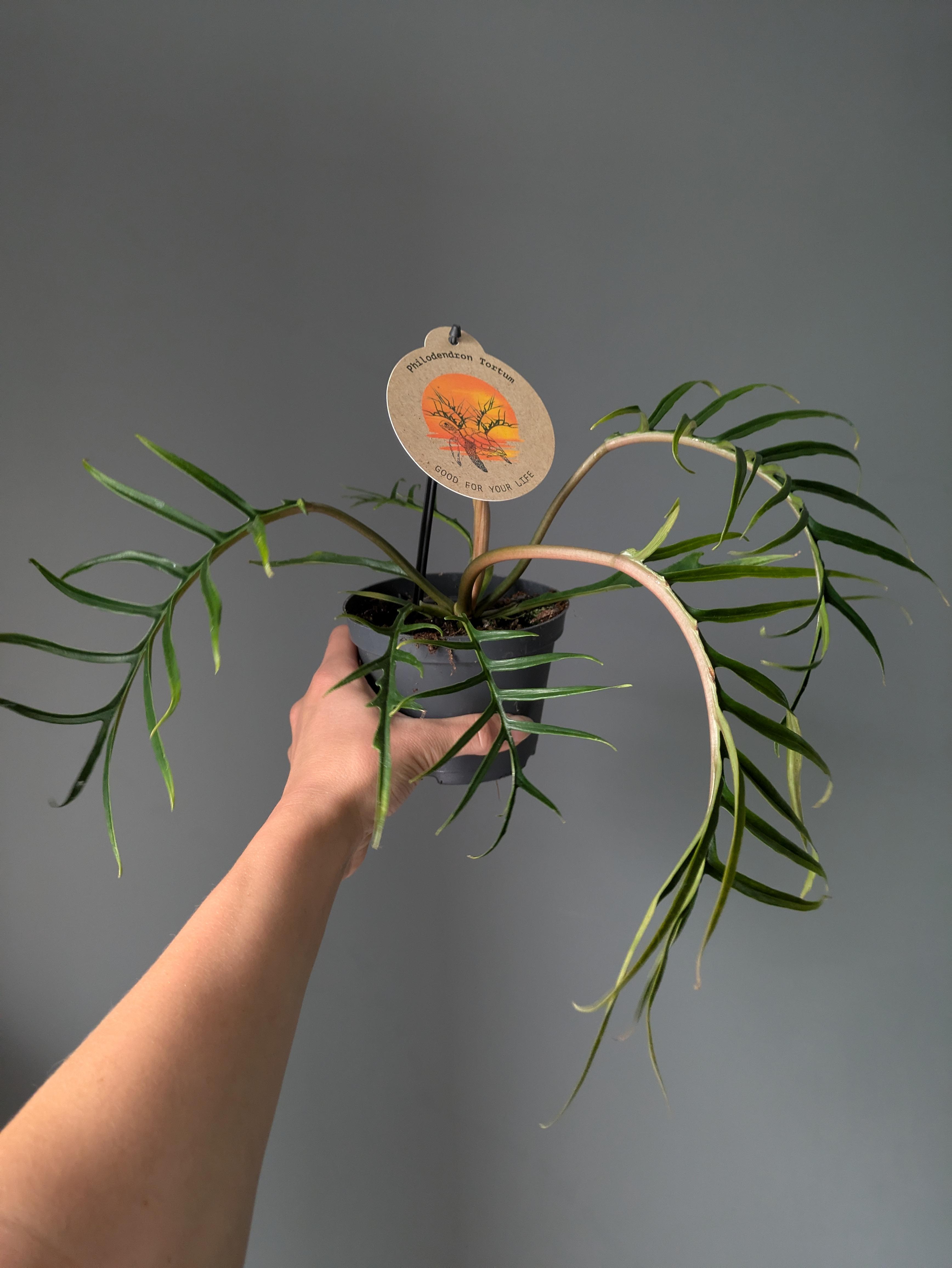 https://planthostel.com/pictures/8d86724e-25b1-4078-8001-41f46782ee5f.jpg