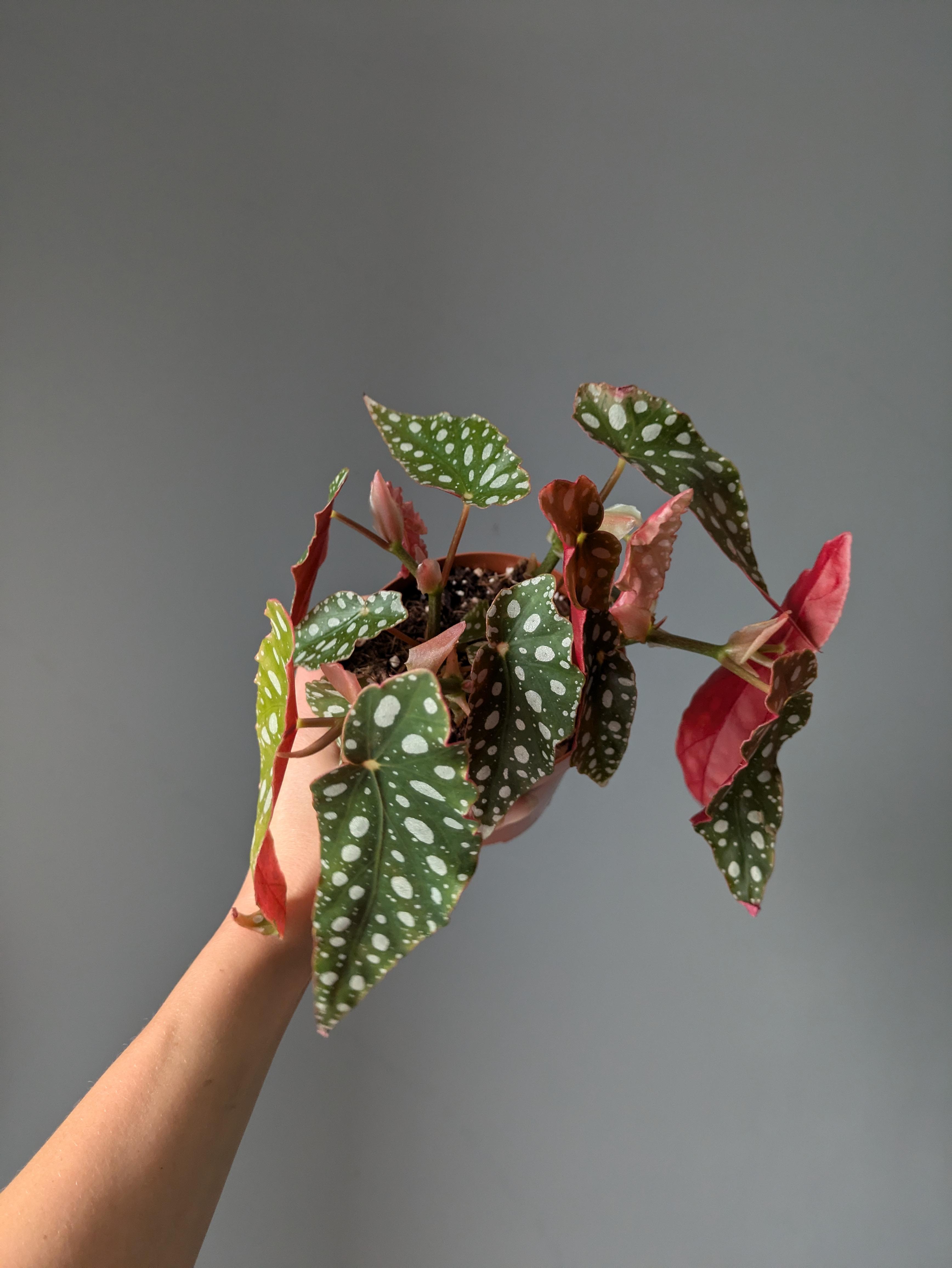https://planthostel.com/pictures/8eb09f0b-33be-4ccf-9081-8a9b8a89c17c.jpg