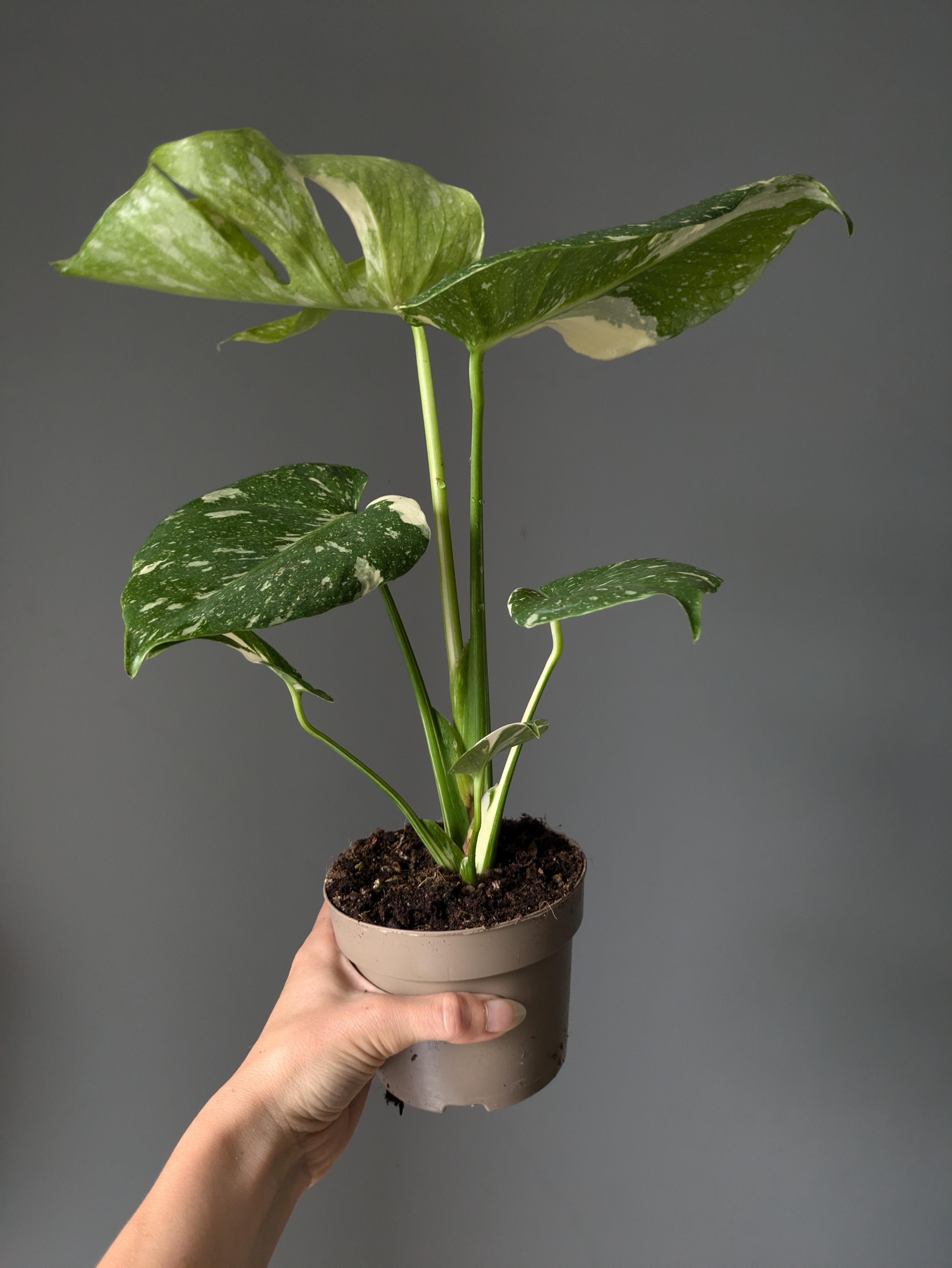 https://planthostel.com/pictures/909640d2-6f59-4bac-ae0d-36b525daf696.jpg