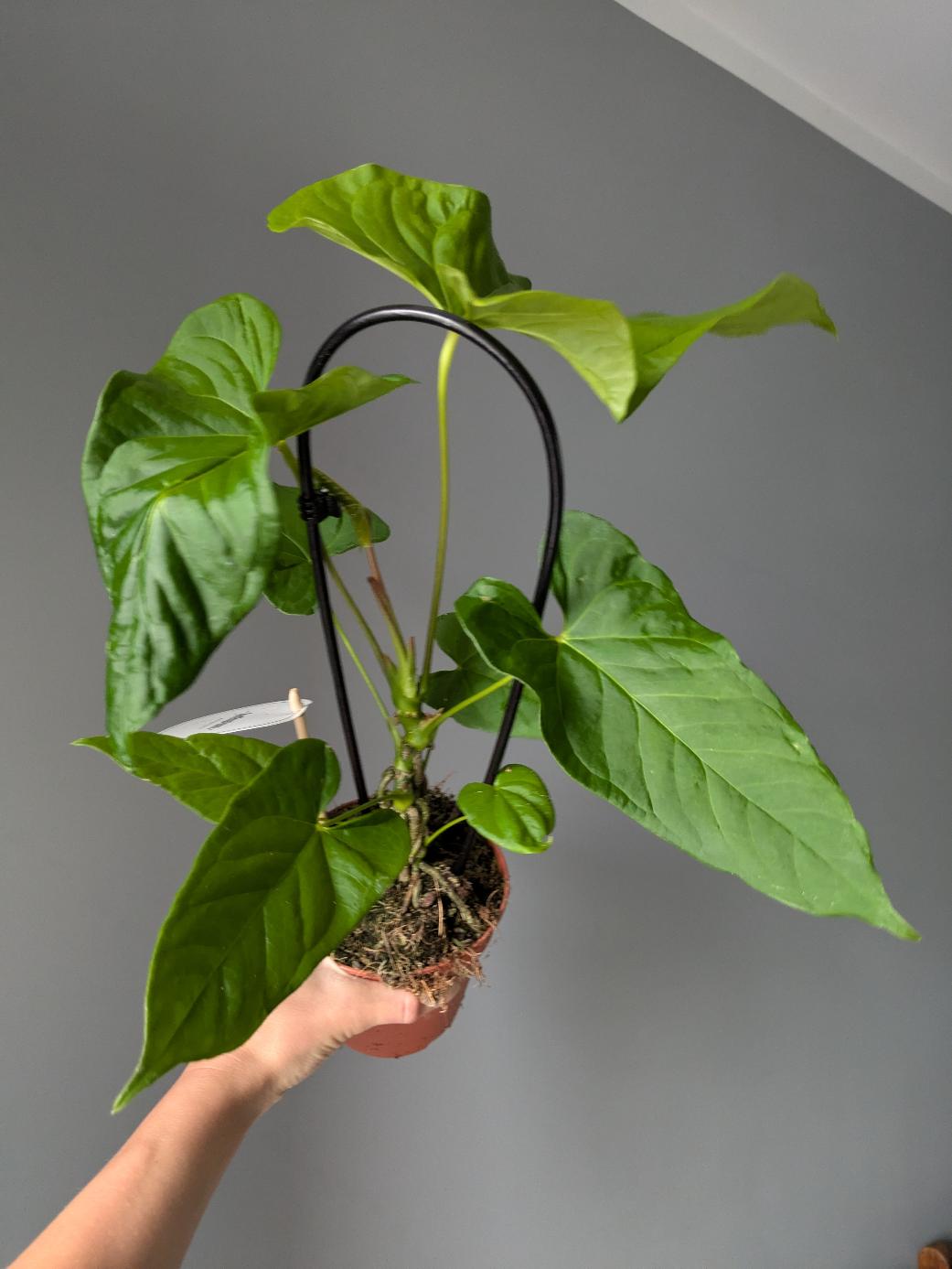 Anthurium balaoanum