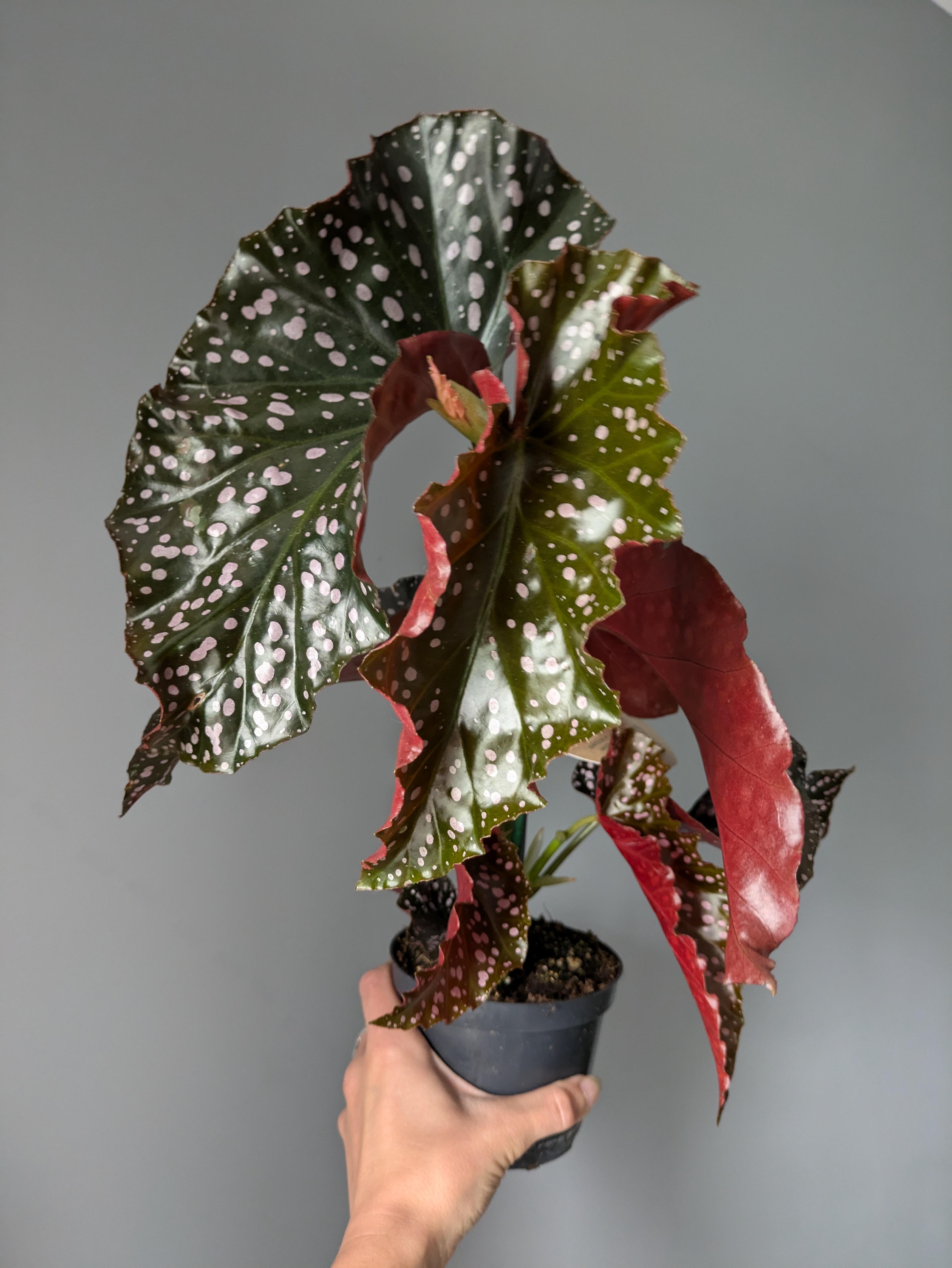 https://planthostel.com/pictures/98e78c50-fa61-4135-ba12-1fc78221de20.jpg