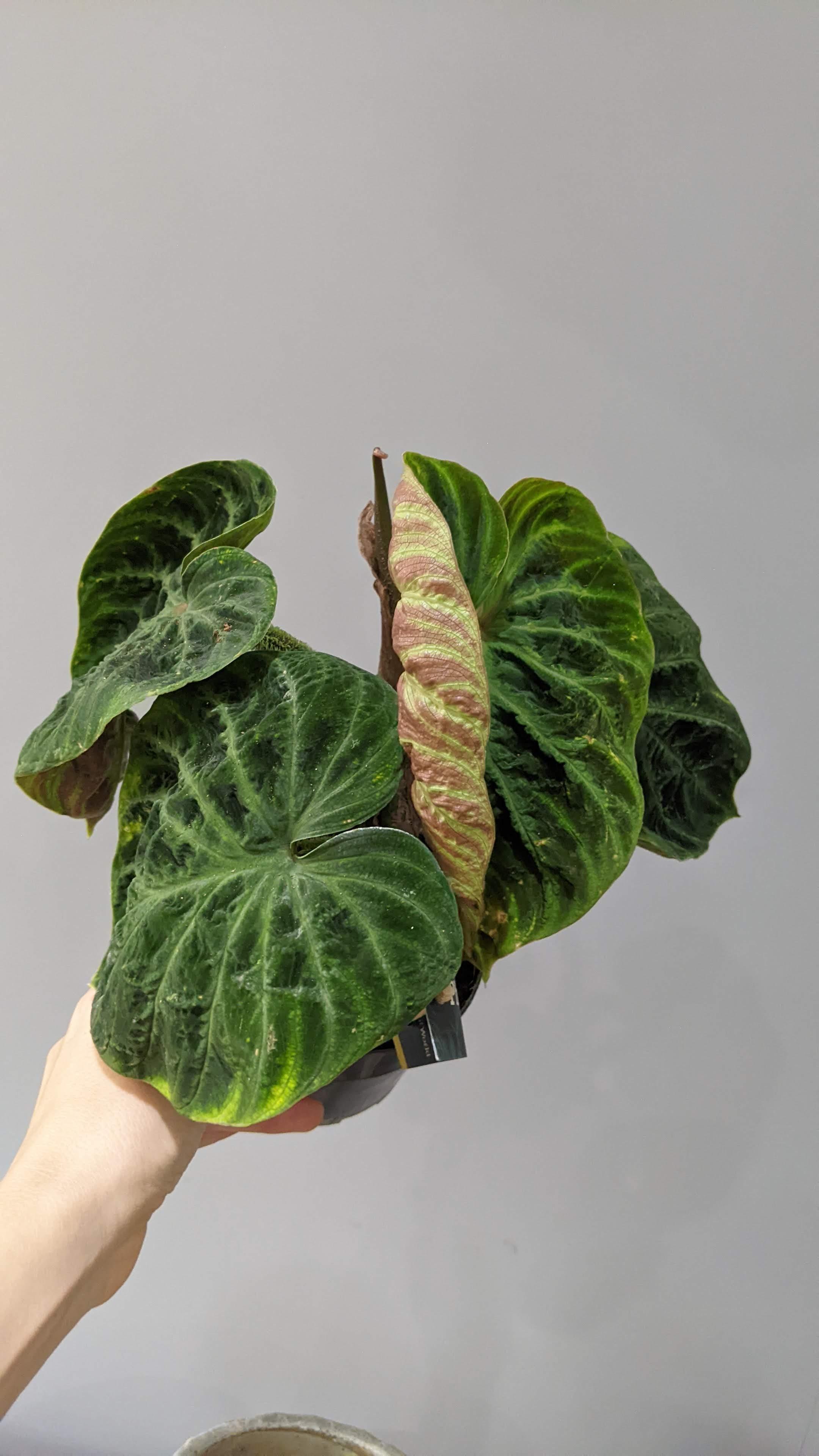 https://planthostel.com/pictures/9bb05d82-67bc-4992-8c9d-20a7c30dc7e3.jpg