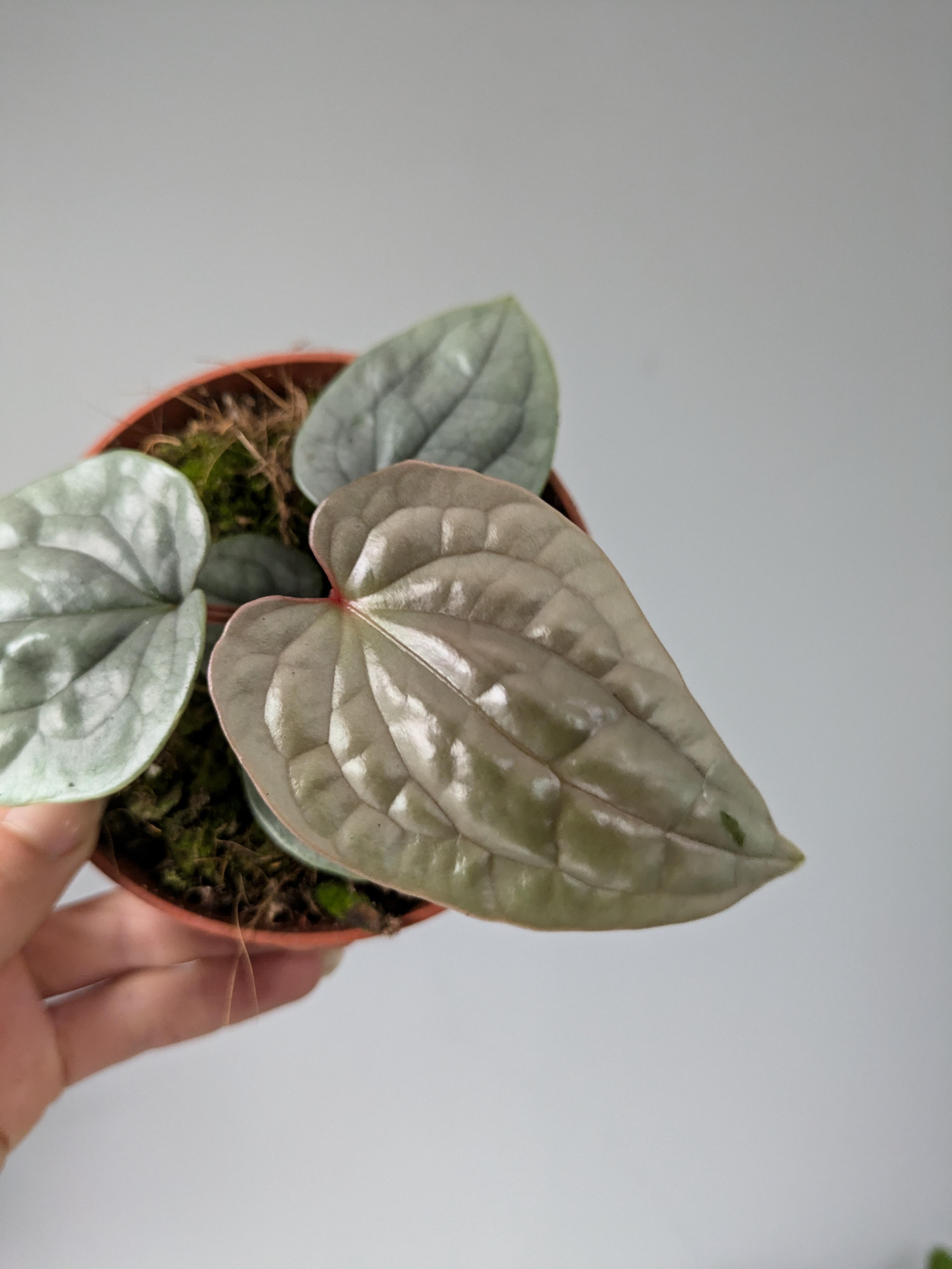 https://planthostel.com/pictures/9faa5f0e-a900-416b-8a03-3fbe7610ea19.jpg