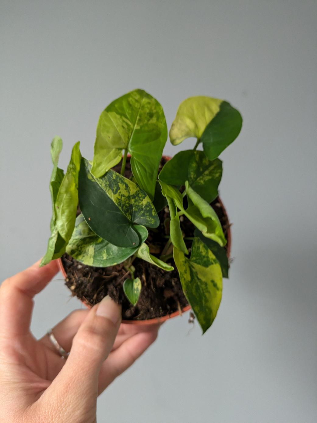 Syngonium AUREA