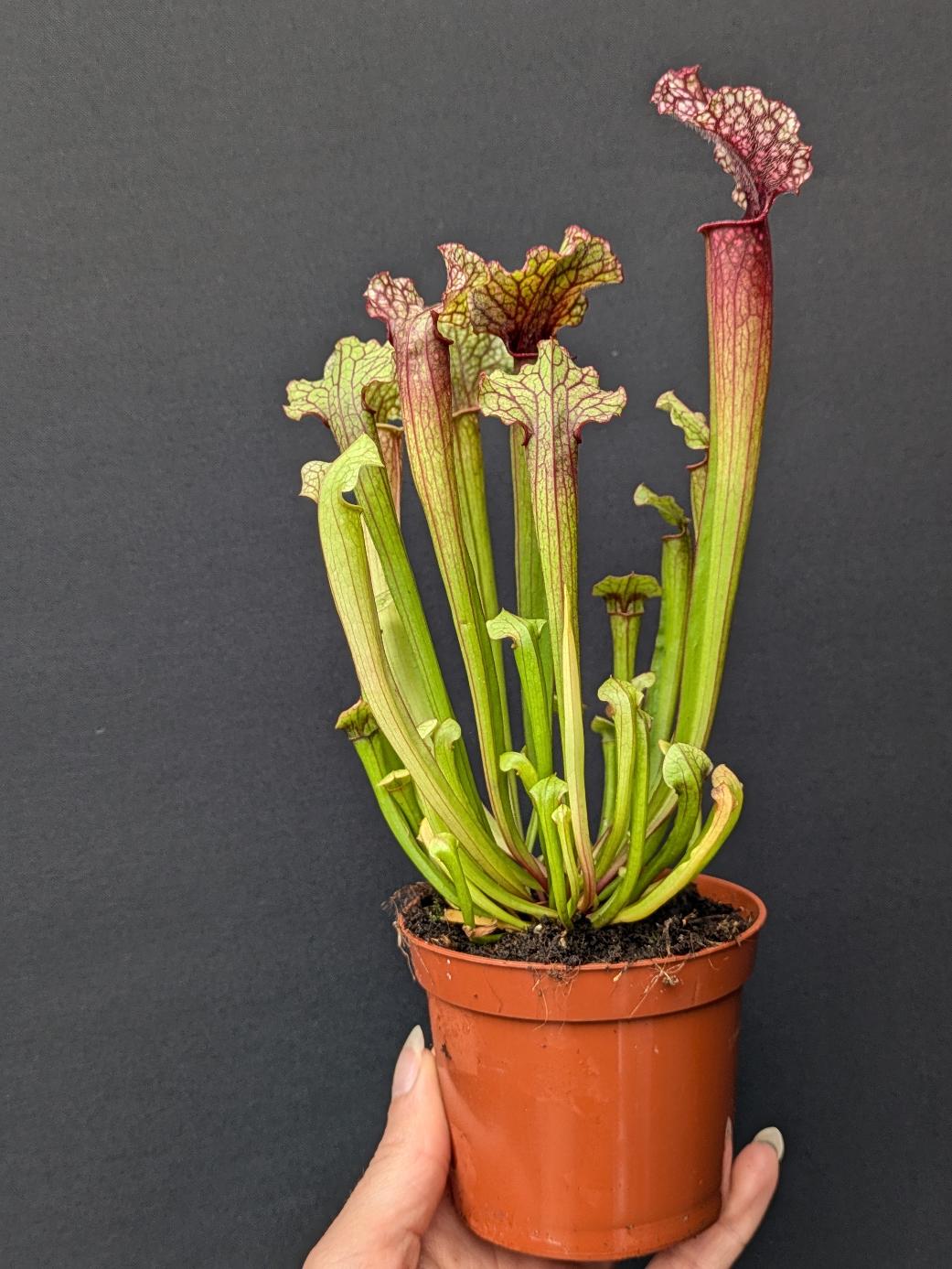  Sarracenia 'Judith Hindle'