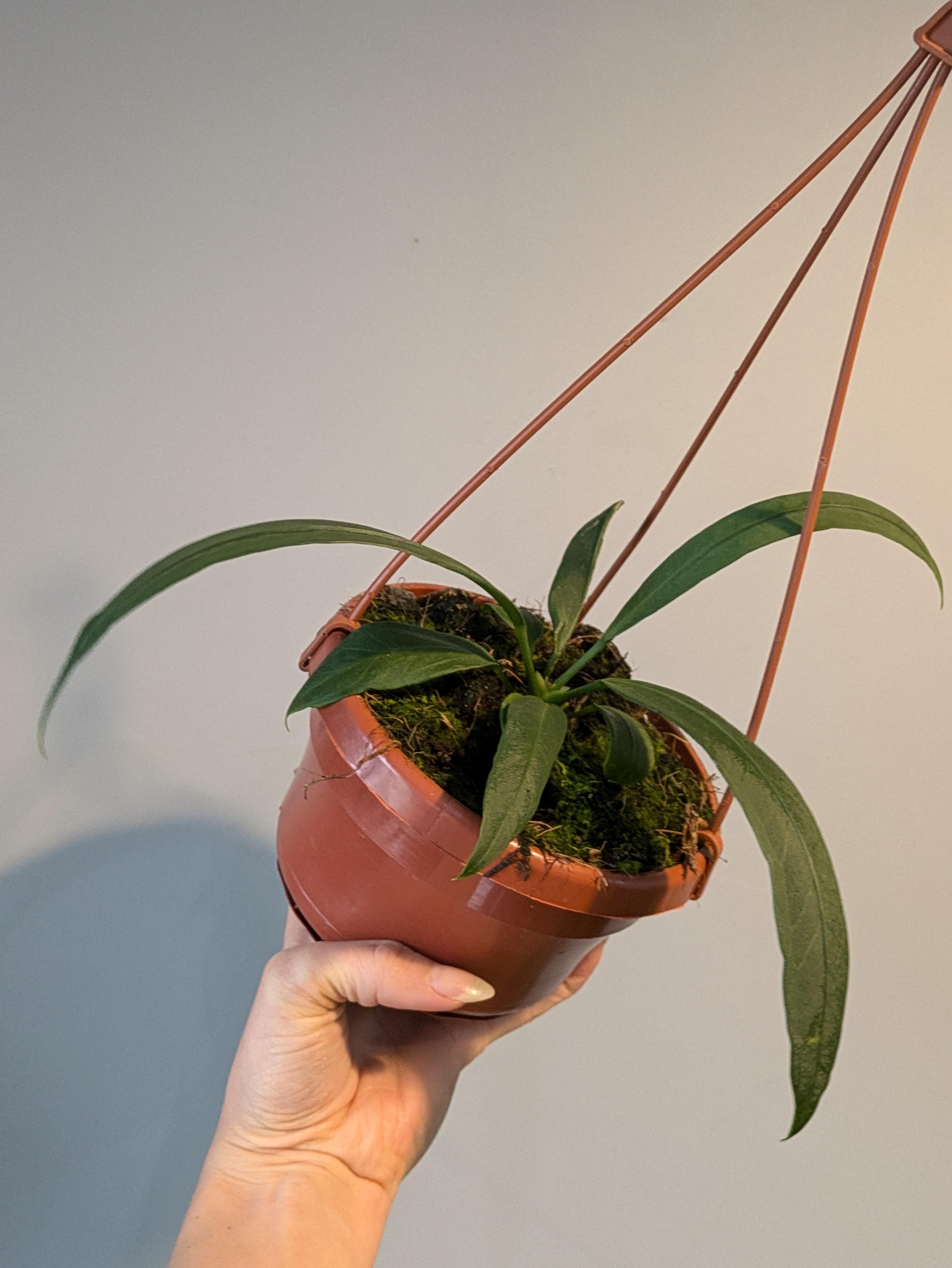 https://planthostel.com/pictures/a5f50a69-c101-4690-b600-9143ac6d68b0.jpg
