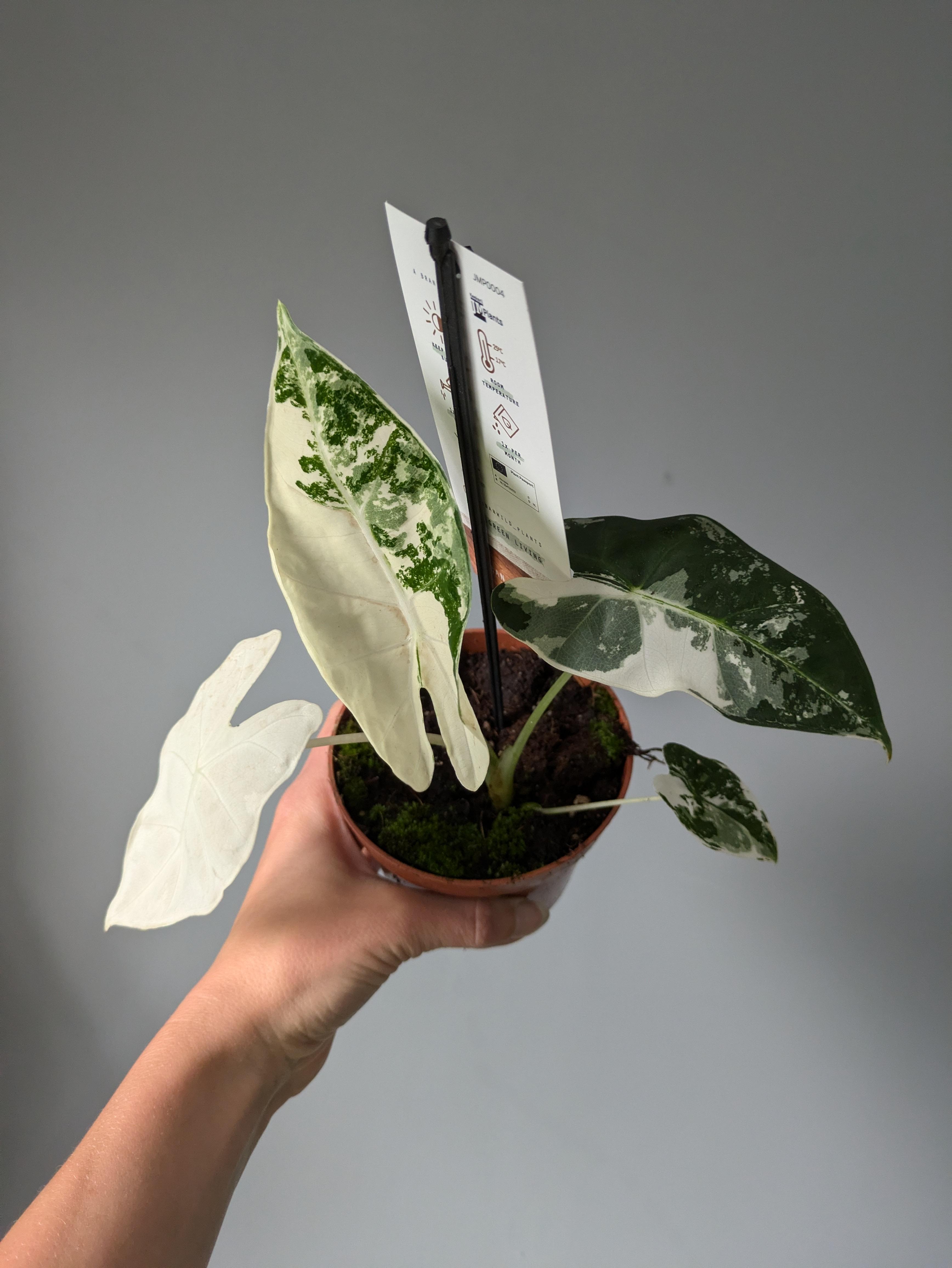 https://planthostel.com/pictures/a61adb31-565c-446b-91a7-be72630880f8.jpg