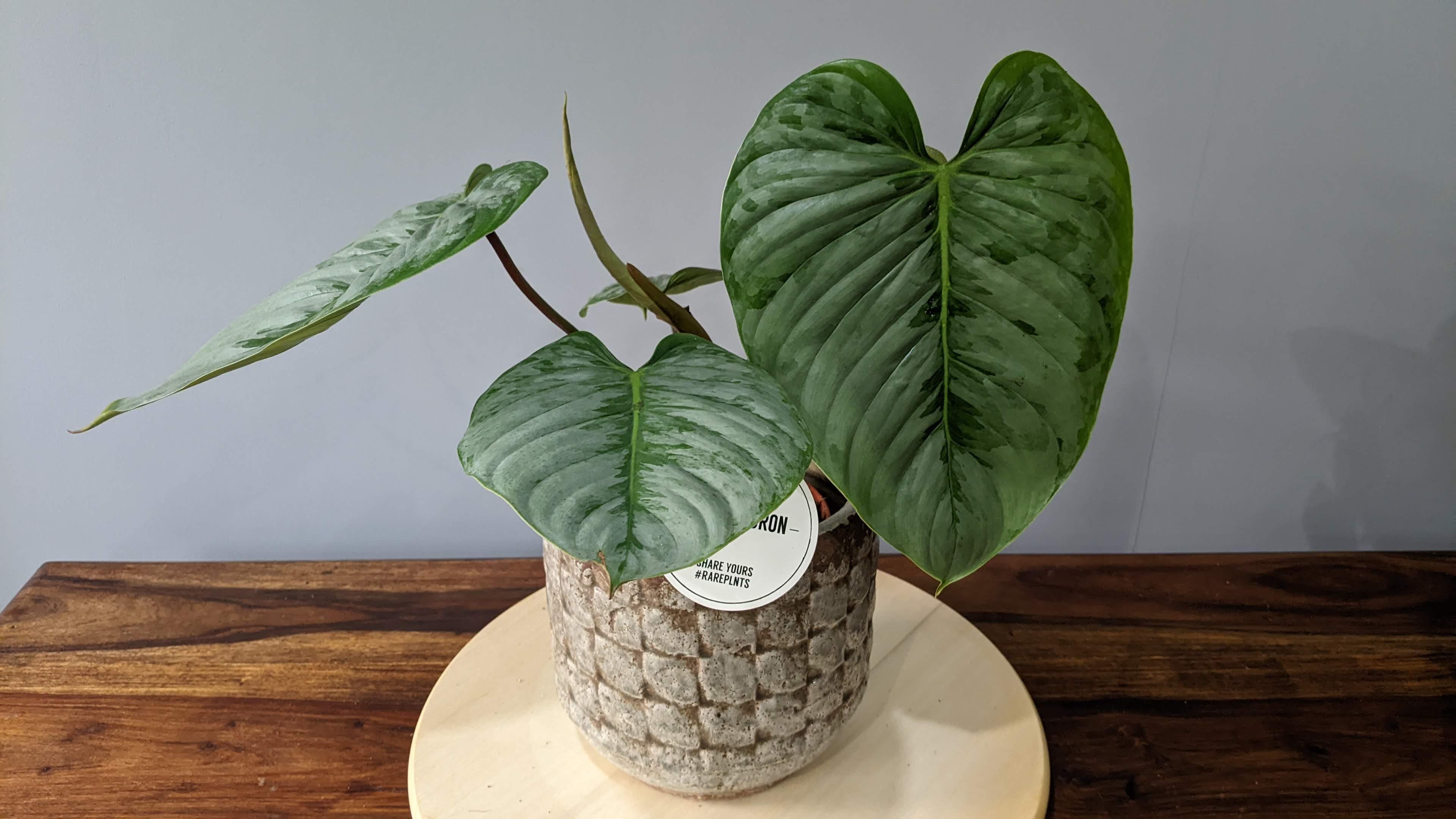 Philodendron sodiroi Rare Tropical House Plant in 15cm pot 