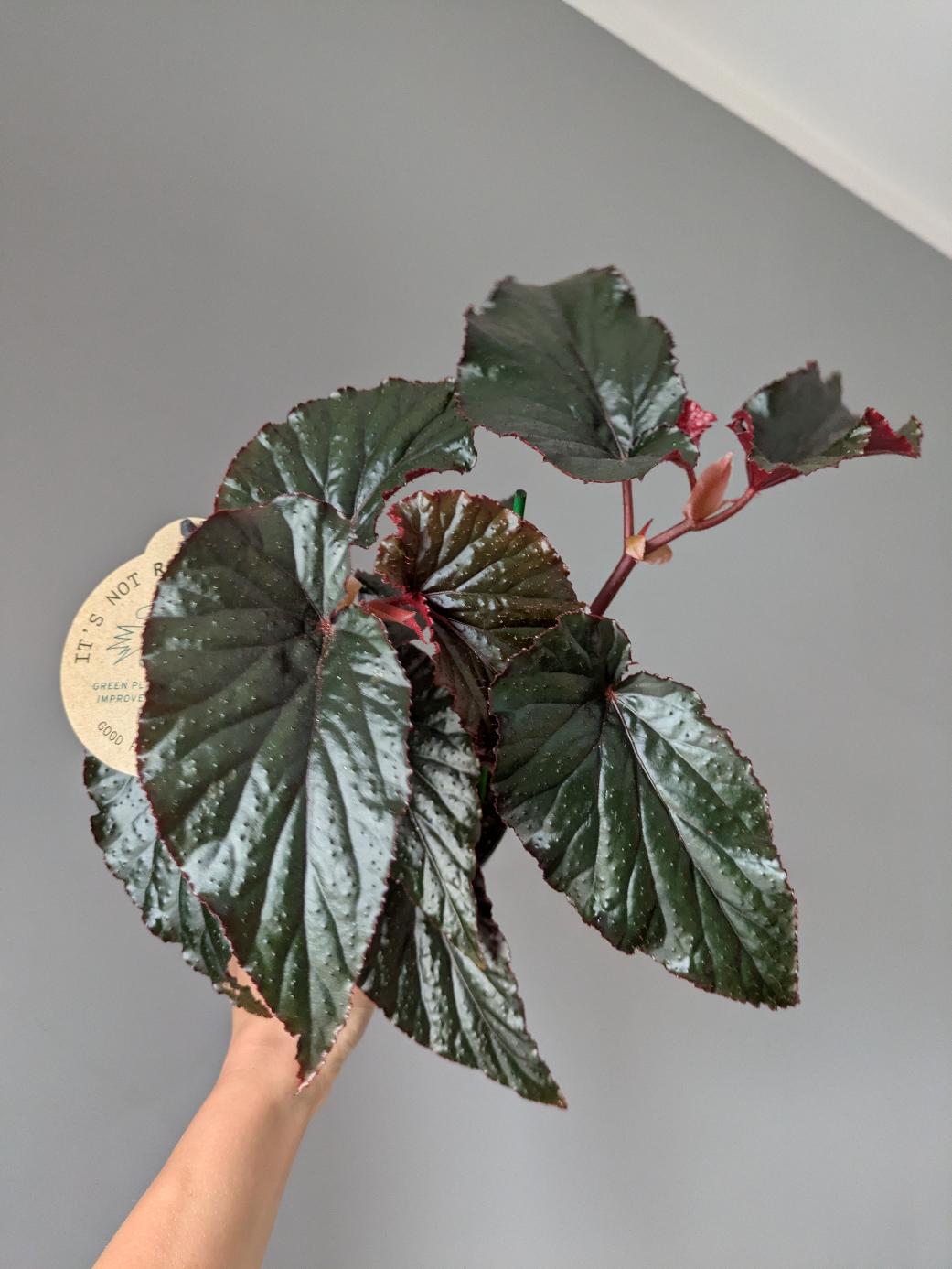 Begonia 'Arabian Sun'