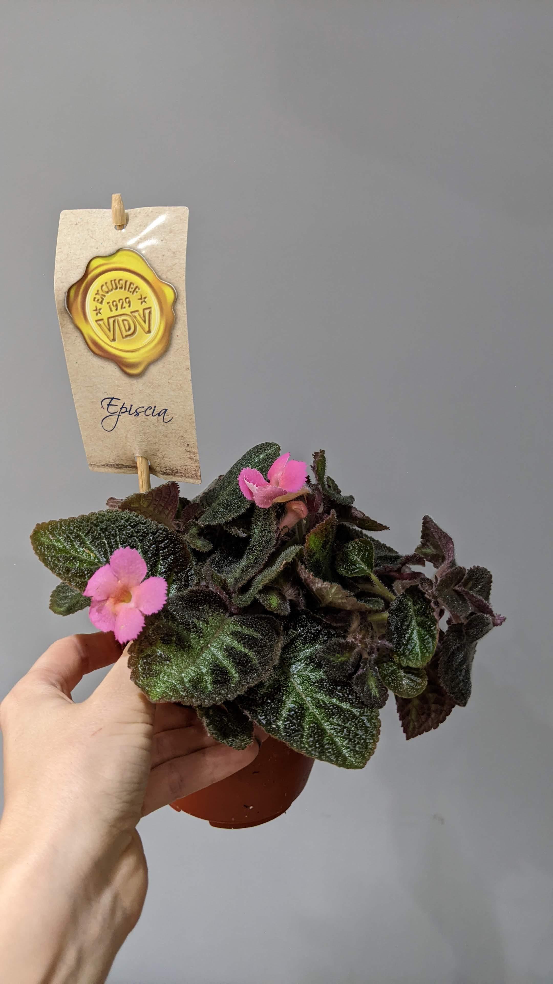 Episcia 'Pink Panther' House Plant in 12 cm pot