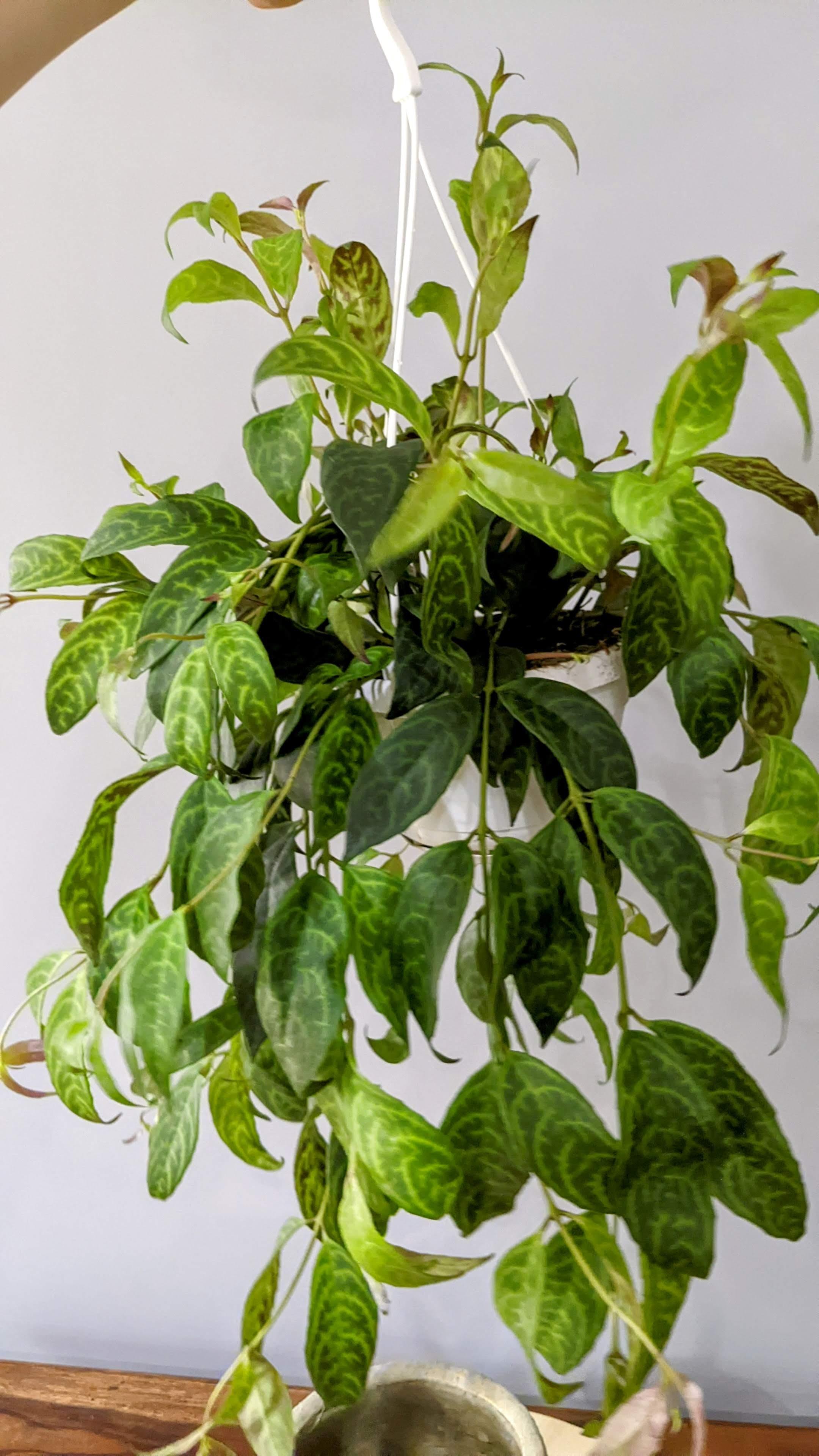 https://planthostel.com/pictures/b3f7ff8e-63ee-40a7-b8ed-9a03a6c40cab.jpg