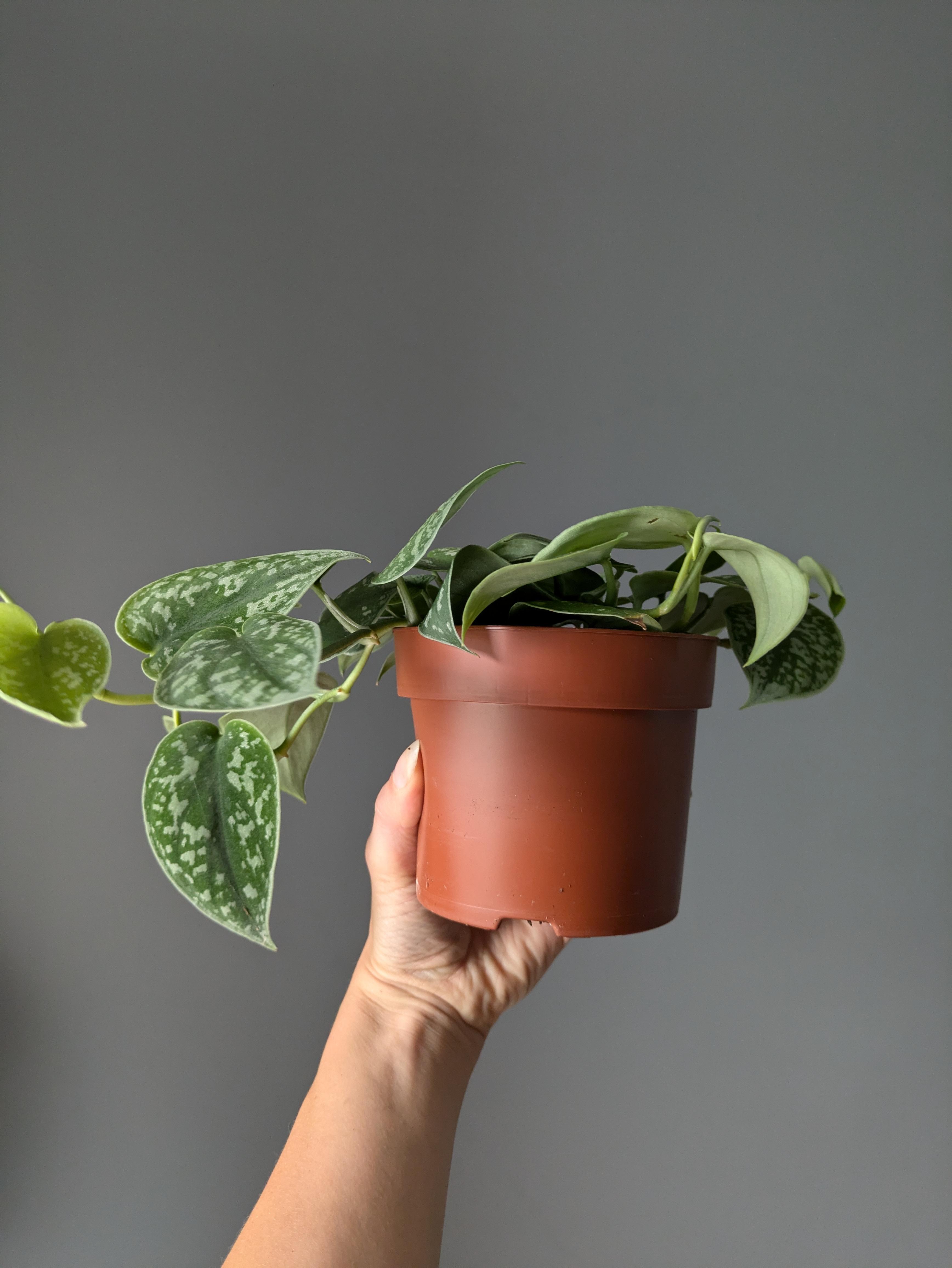 https://planthostel.com/pictures/b81d4171-6a64-4a59-8a23-e499822eb6c1.jpg