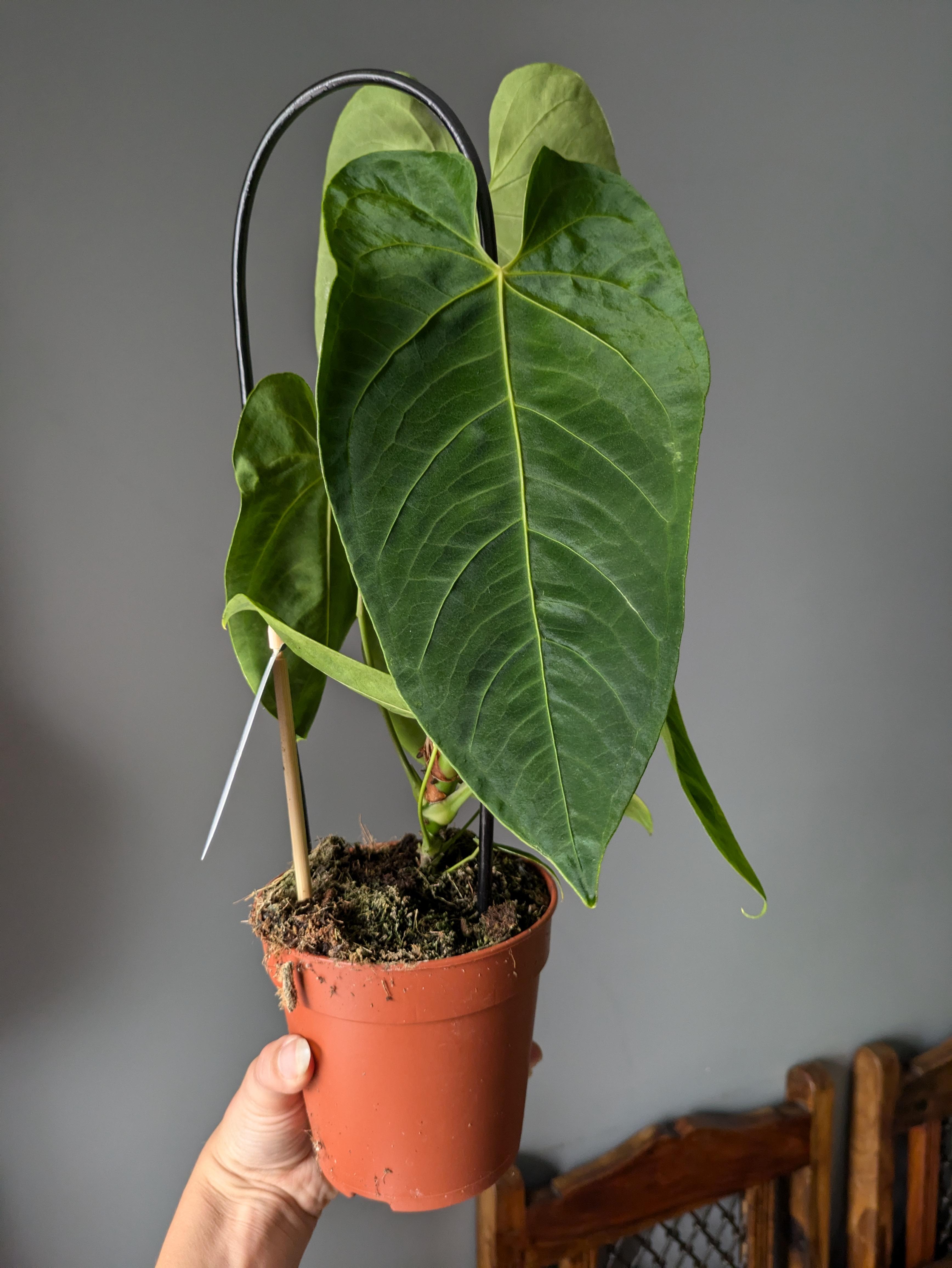 https://planthostel.com/pictures/bb54b50d-06d2-4706-b951-459ef34afb4c.jpg
