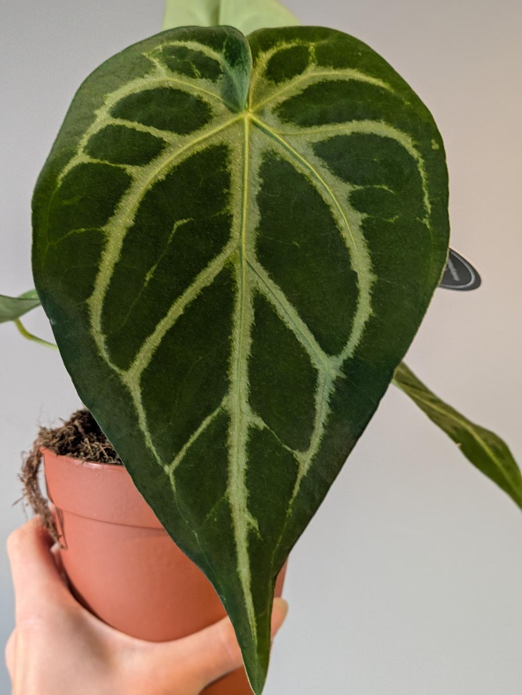 Anthurium magnificum
