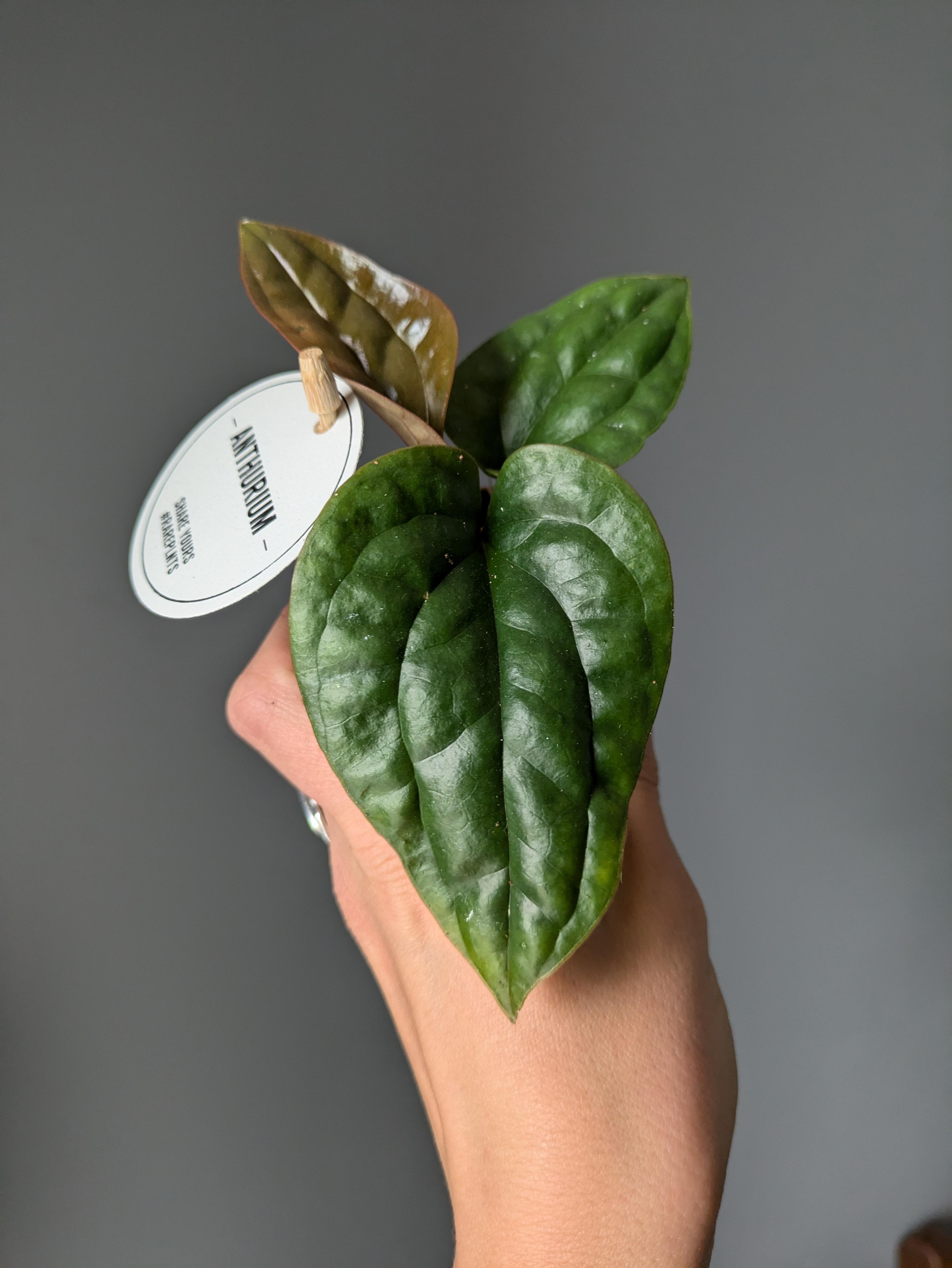 https://planthostel.com/pictures/bf669dbe-cf21-43d9-acea-891ea1860b9e.jpg