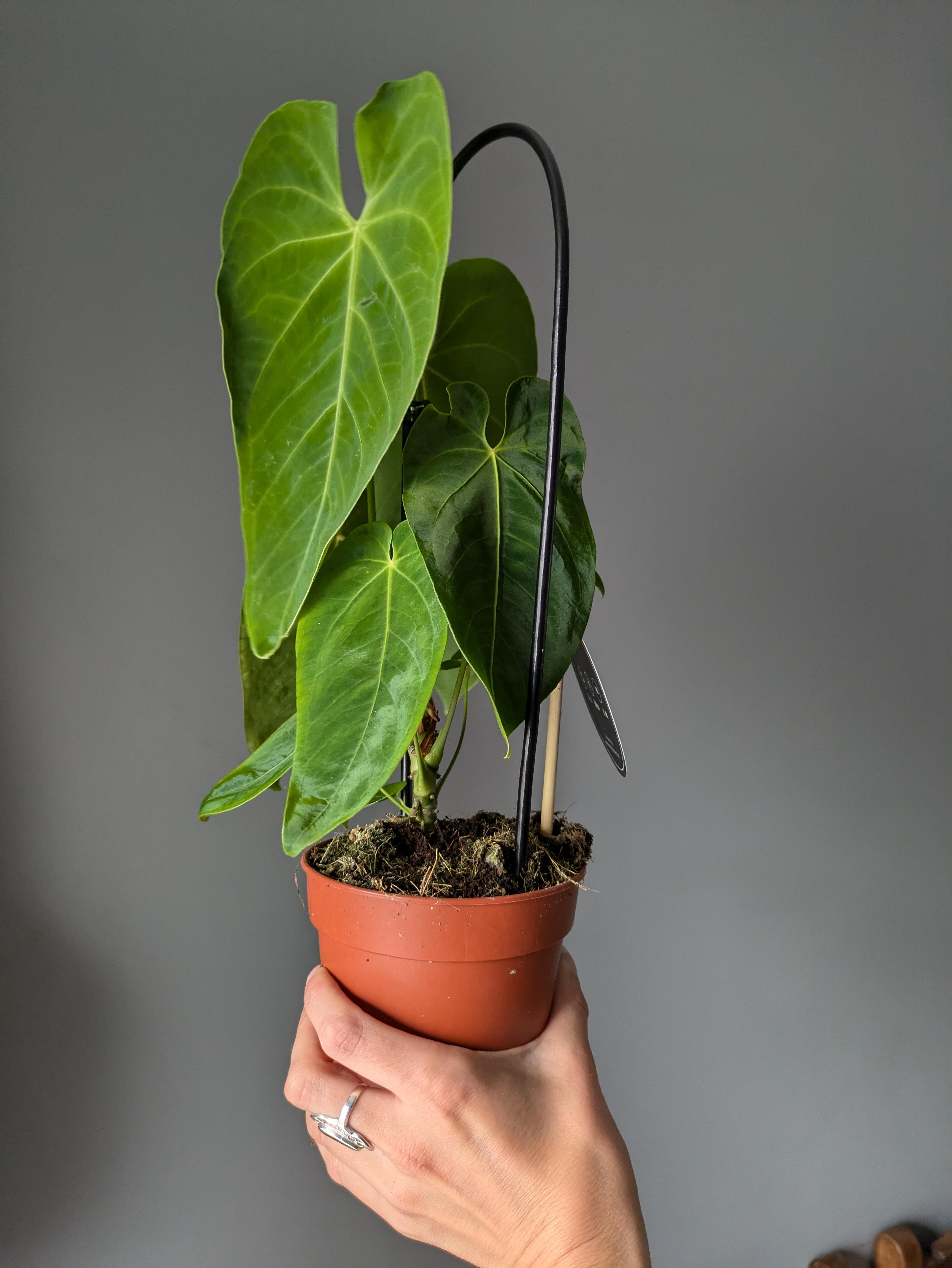 https://planthostel.com/pictures/c05bccd8-5224-4917-9981-23521ab95ca5.jpg