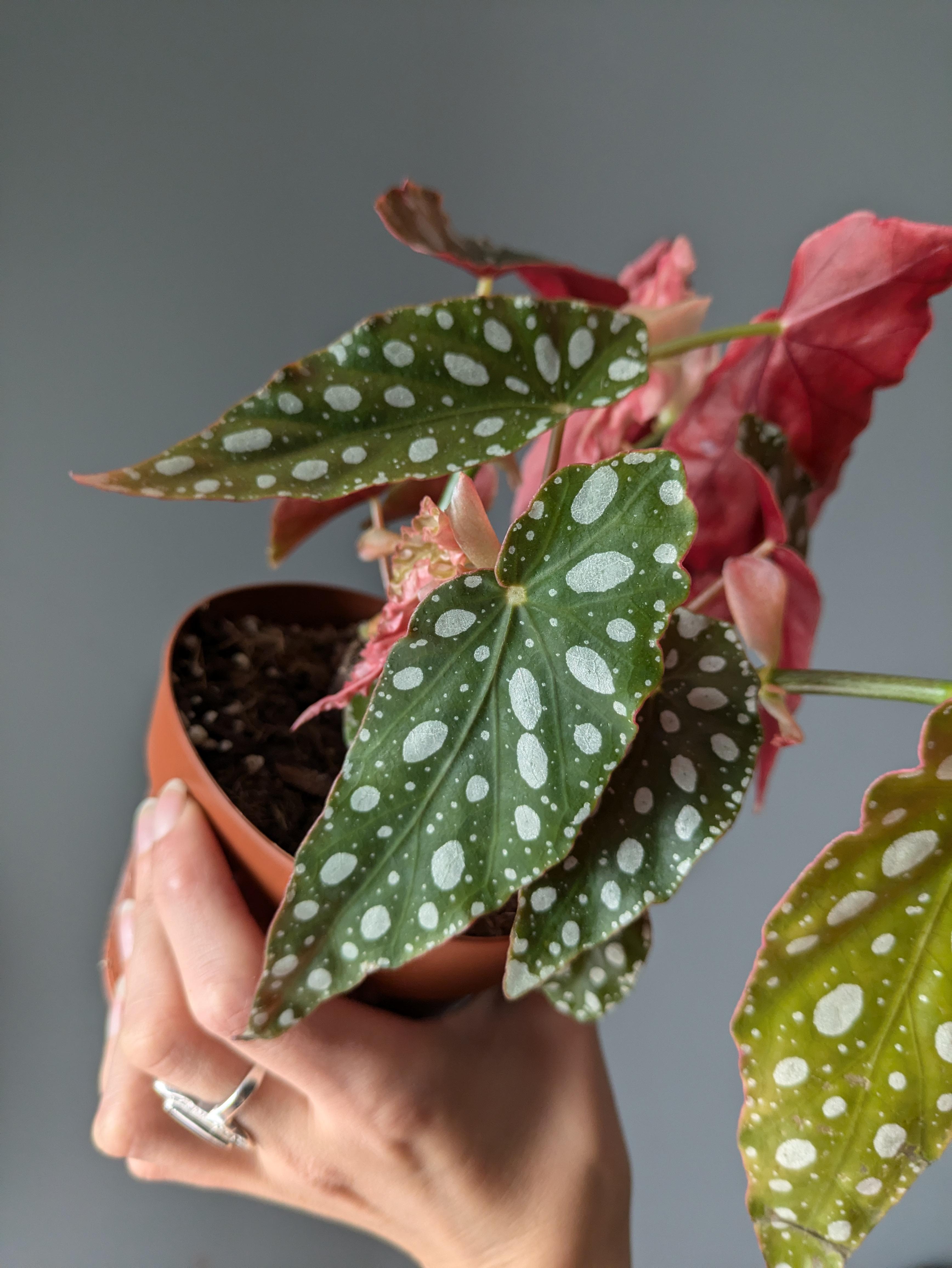 https://planthostel.com/pictures/c1eabb28-b0d6-4ec1-a71f-b3d0deeec66b.jpg