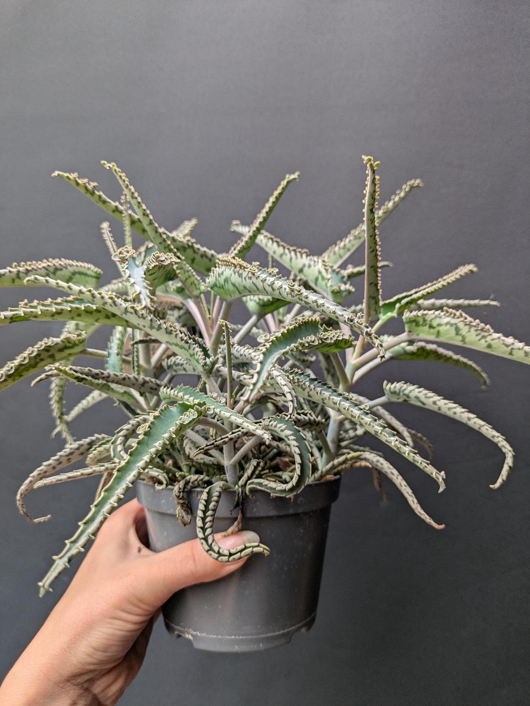 Kalanchoe daigremontiana 'Octopus'
