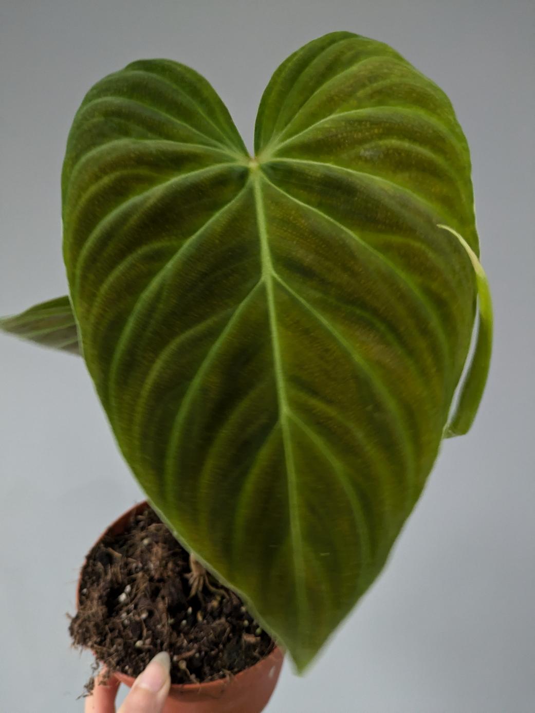 Philodendron 'Splendid'