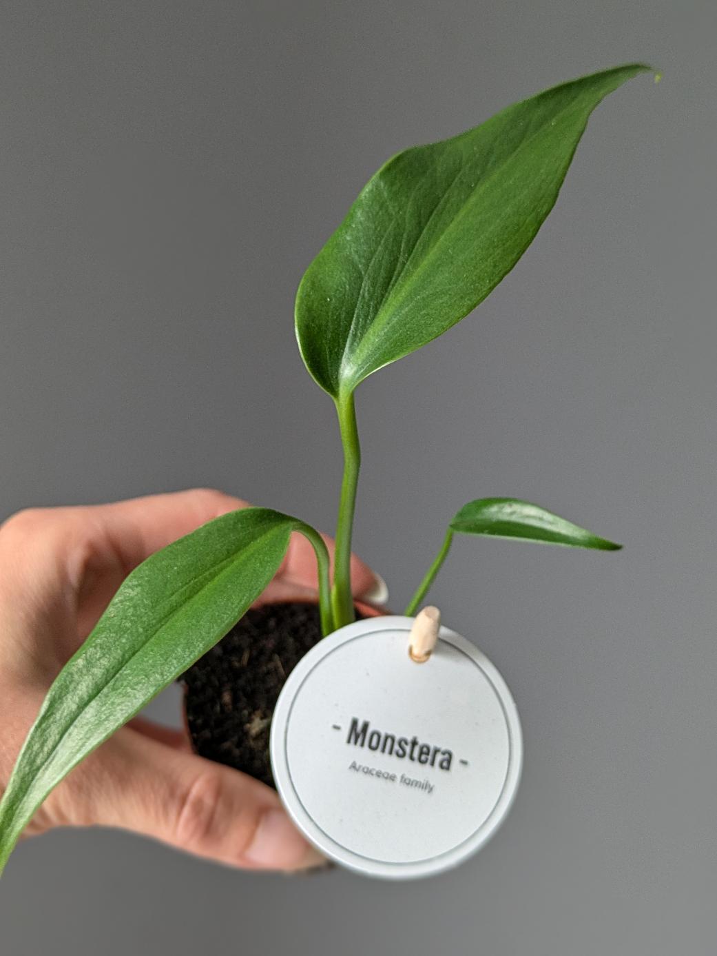 Monstera 'Burle Marx Flame'