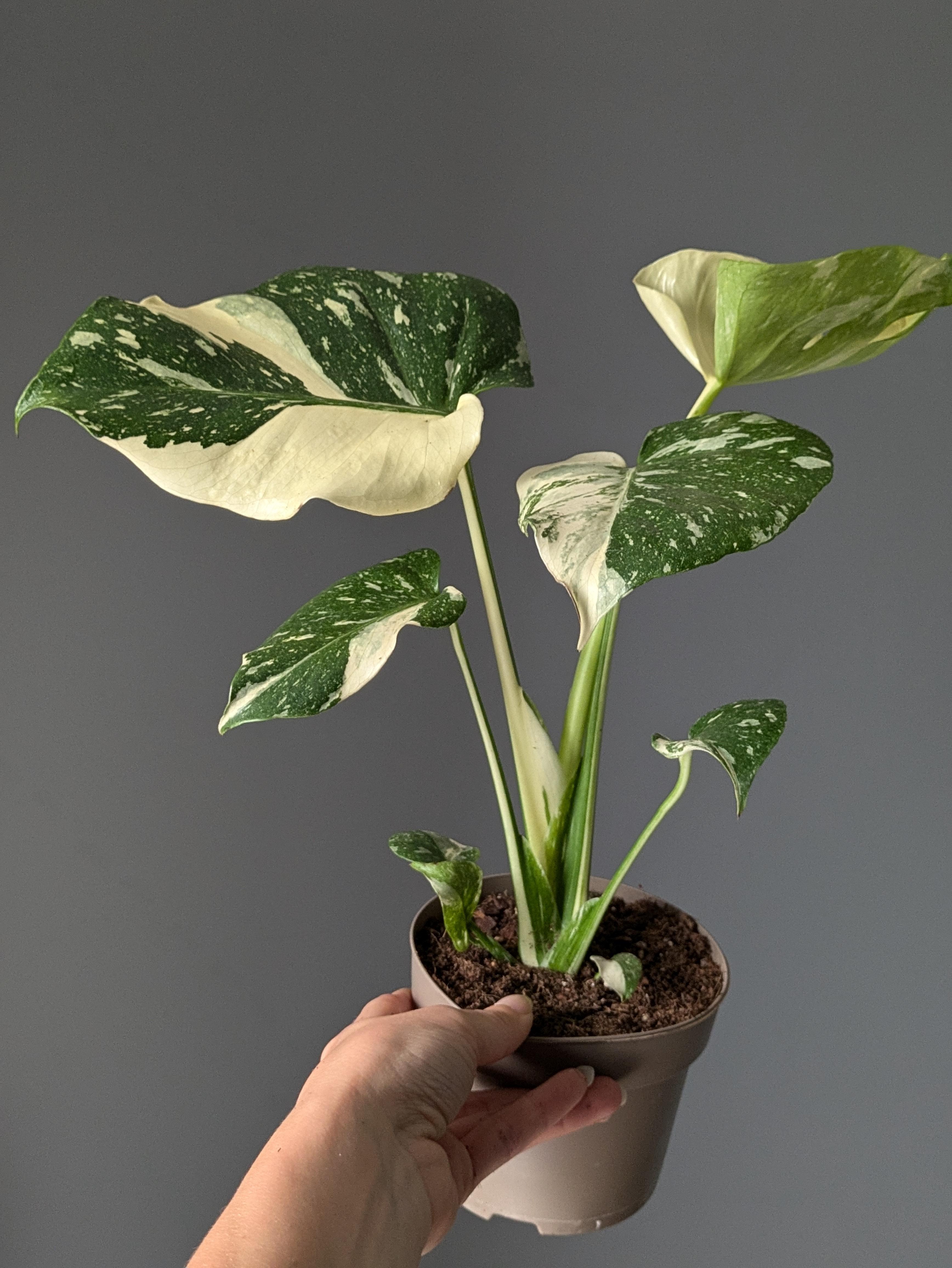 https://planthostel.com/pictures/c9c16681-ec5d-4125-87f4-9f74acd524aa.jpg