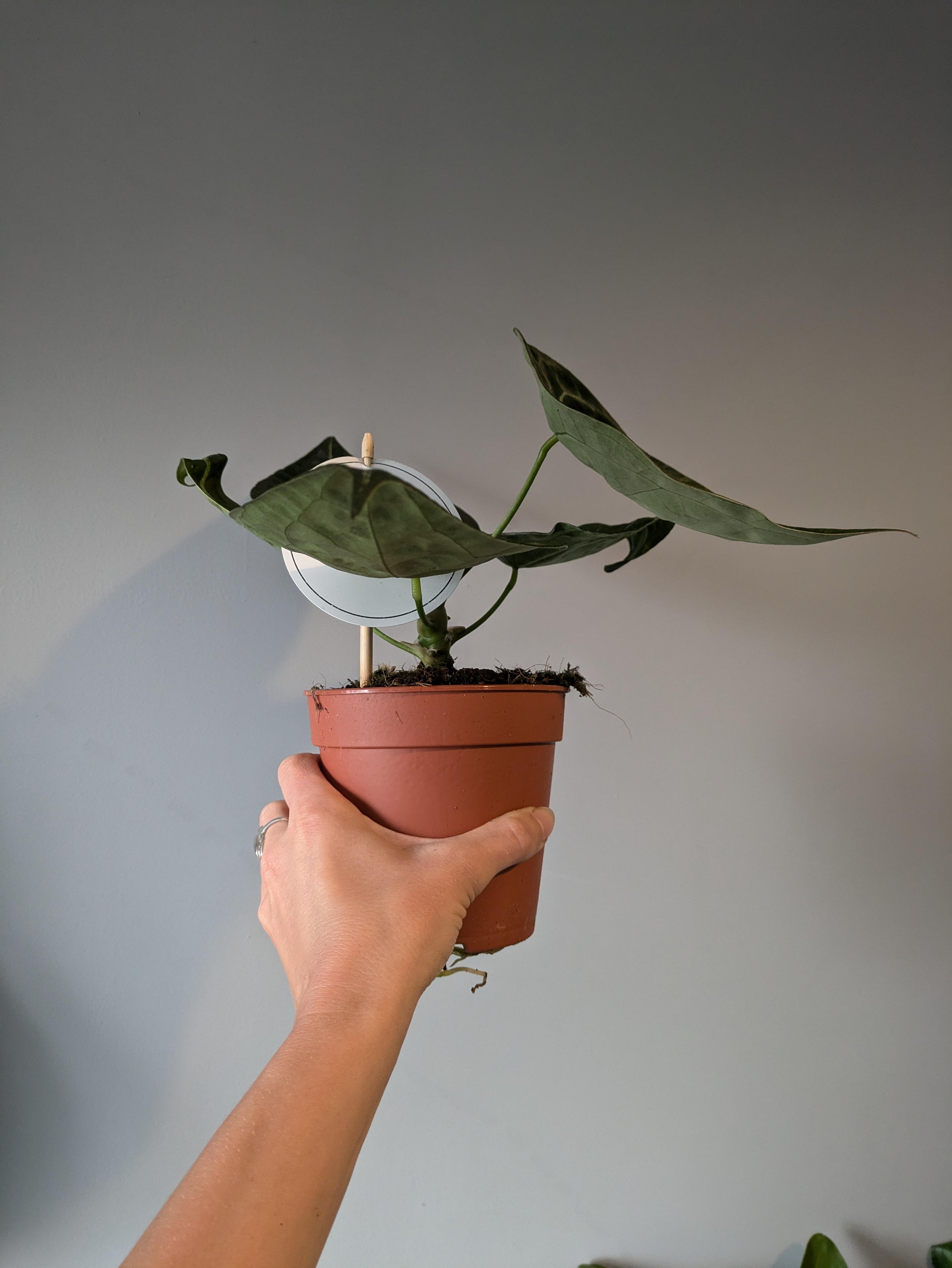 https://planthostel.com/pictures/cd192e3e-36a0-4210-b86c-f043e987de4c.jpg