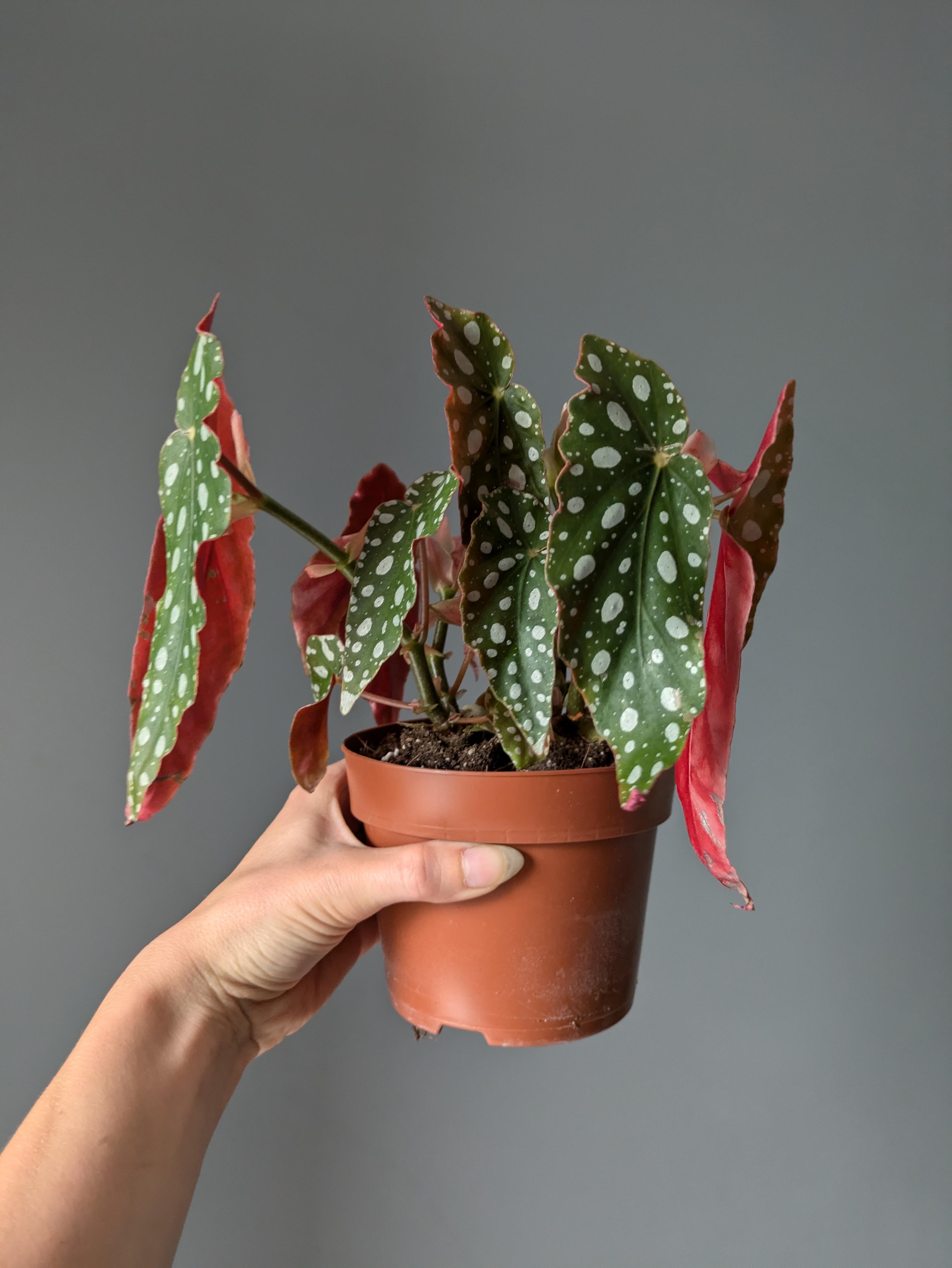 https://planthostel.com/pictures/d48b623e-67d4-4b07-afba-f7b6ea355f76.jpg