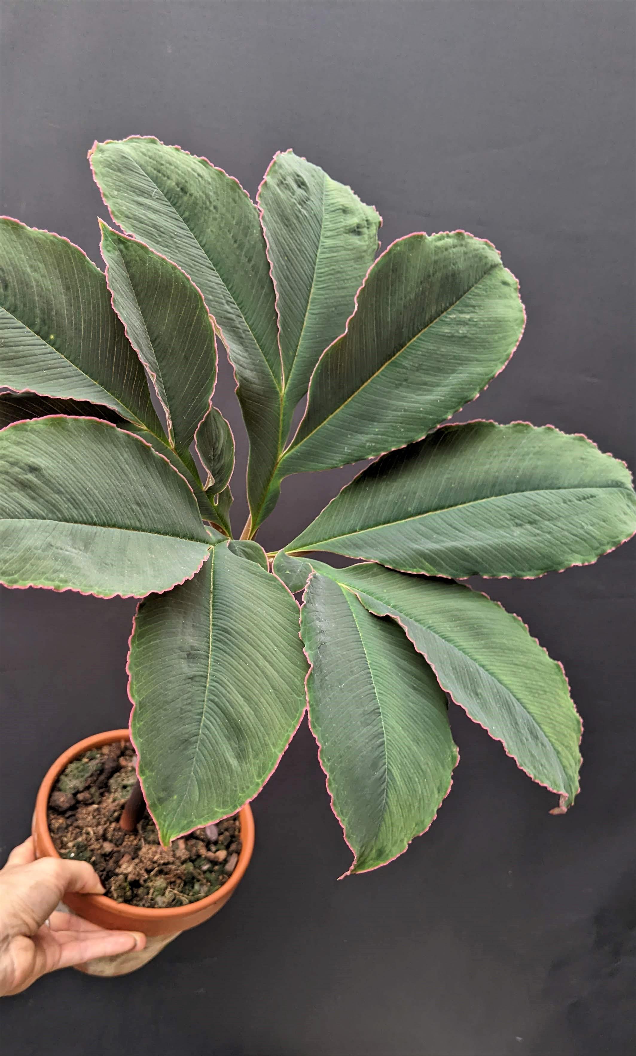 Amorphophallus atroviridis 