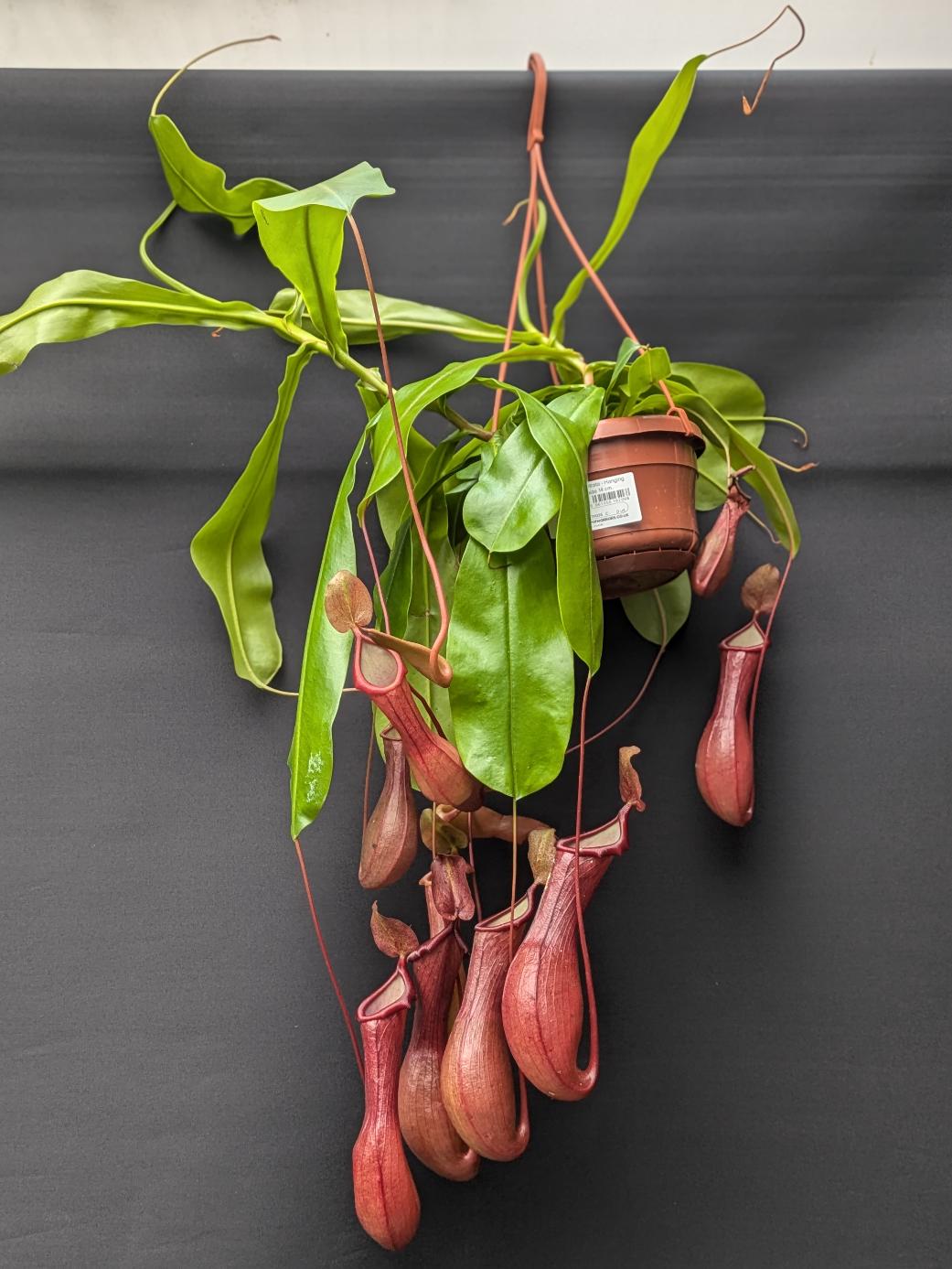 Nepenthes x ventrata – Hanging Basket Pot size: 14 cm One of the easiest and most vigorous tropical 