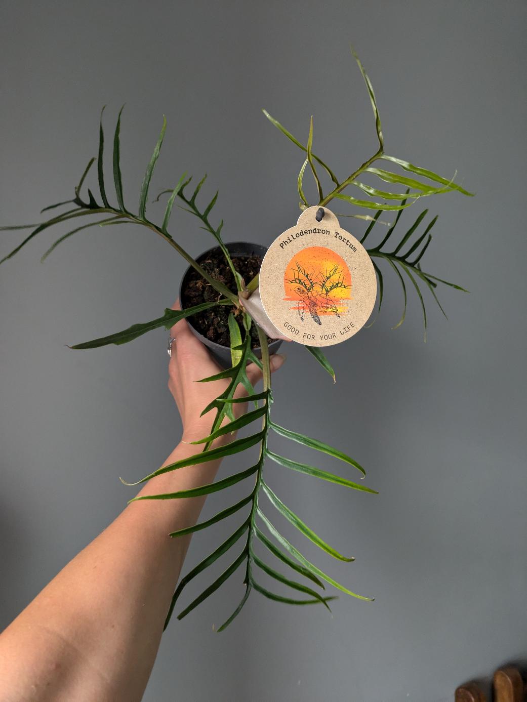  Philodendron tortum