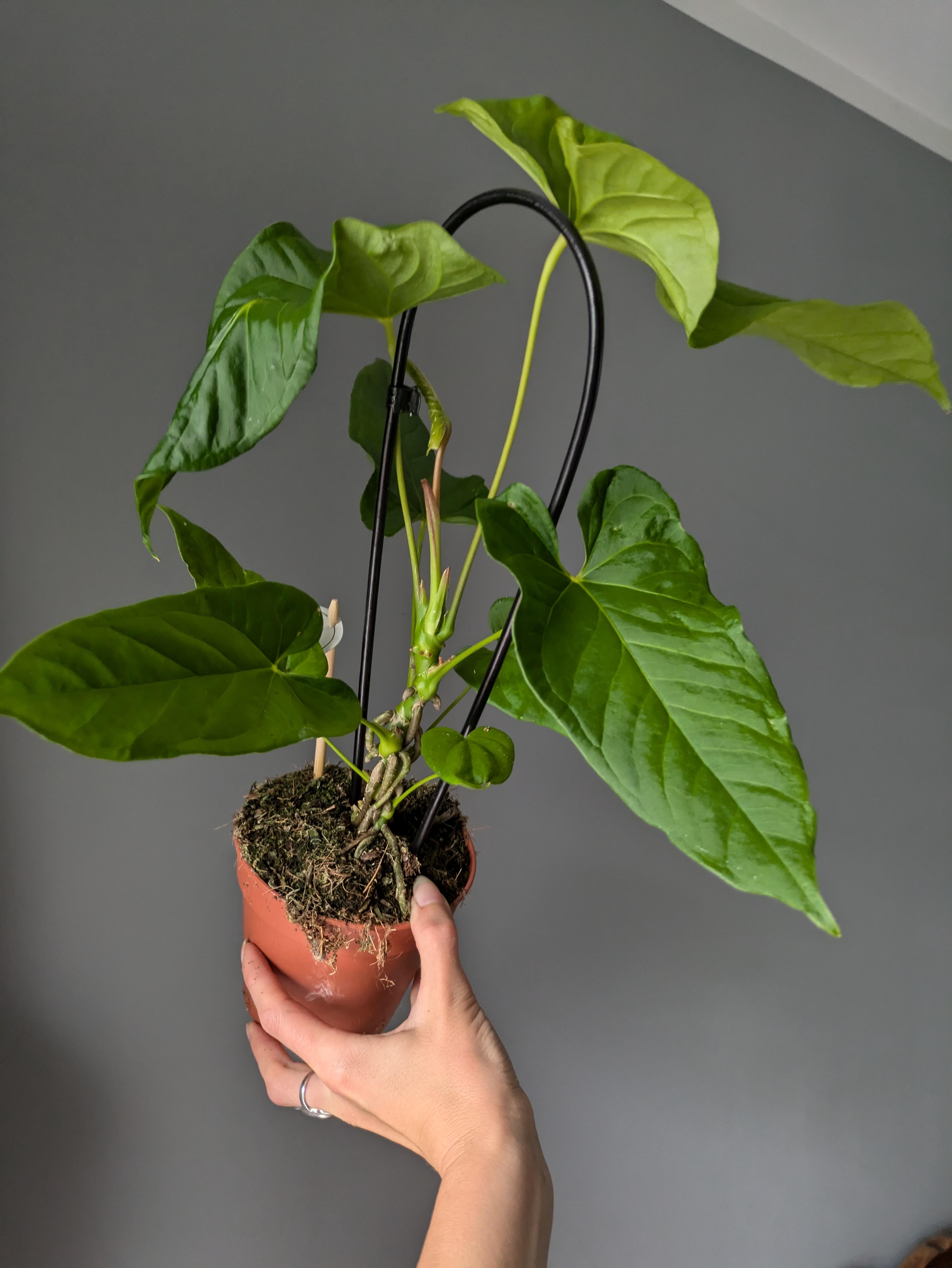 https://planthostel.com/pictures/df515638-1166-45bf-8166-bbc825f37b72.jpg