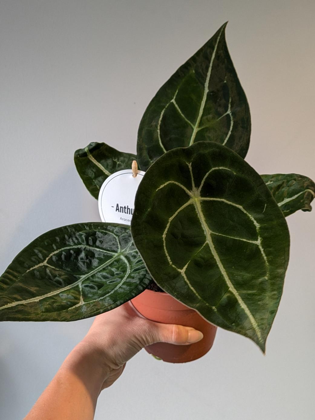 Anthurium forgetii x nigrolaminum 'Gigi'