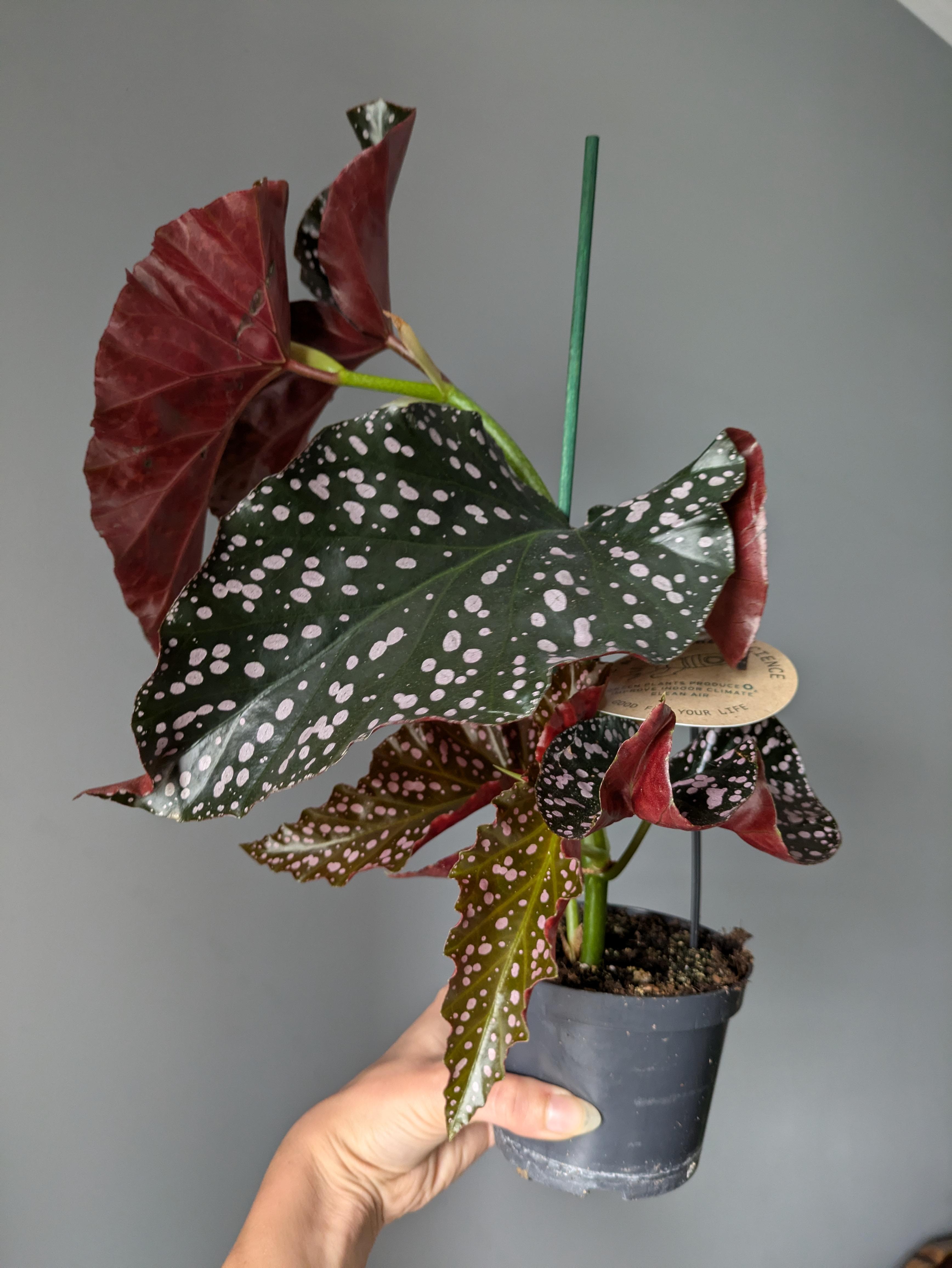 https://planthostel.com/pictures/e3224f2a-0fdc-4a47-8f4a-a58ea17f1193.jpg