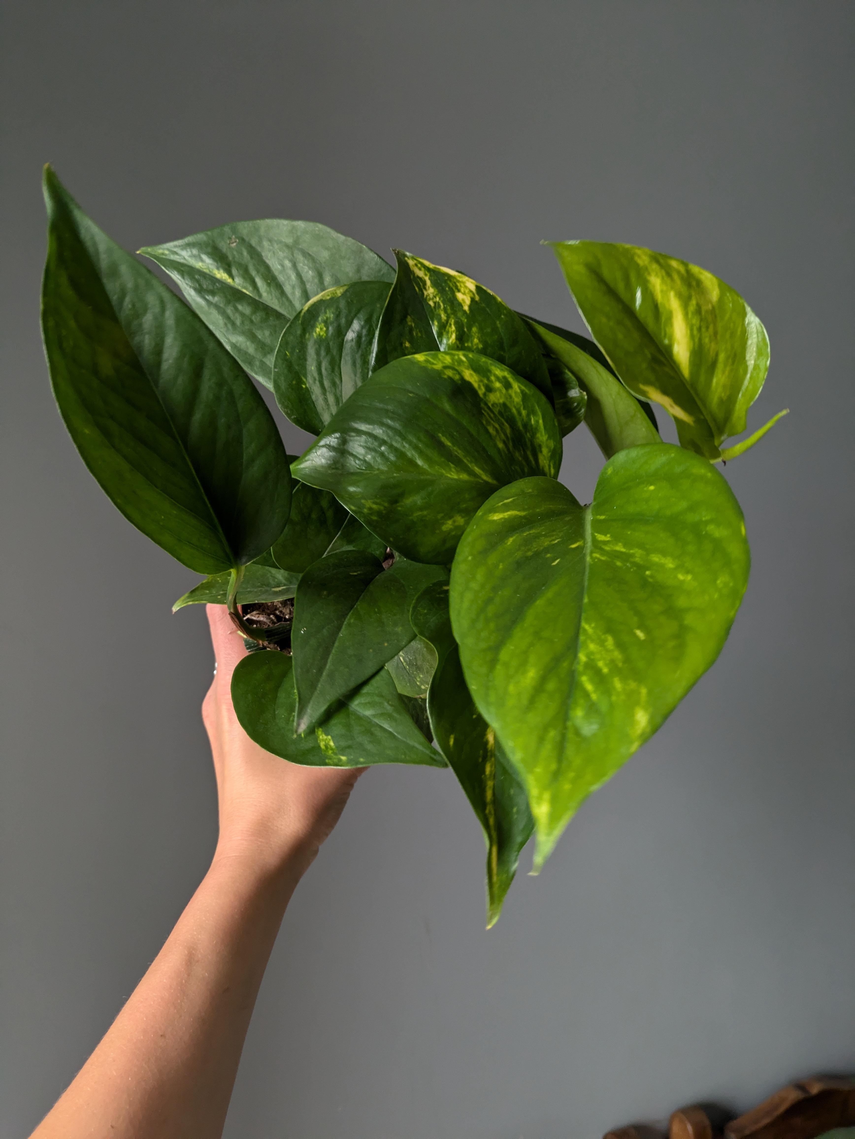https://planthostel.com/pictures/e4b3a092-cbd3-4126-a19a-8c97113c4734.jpg