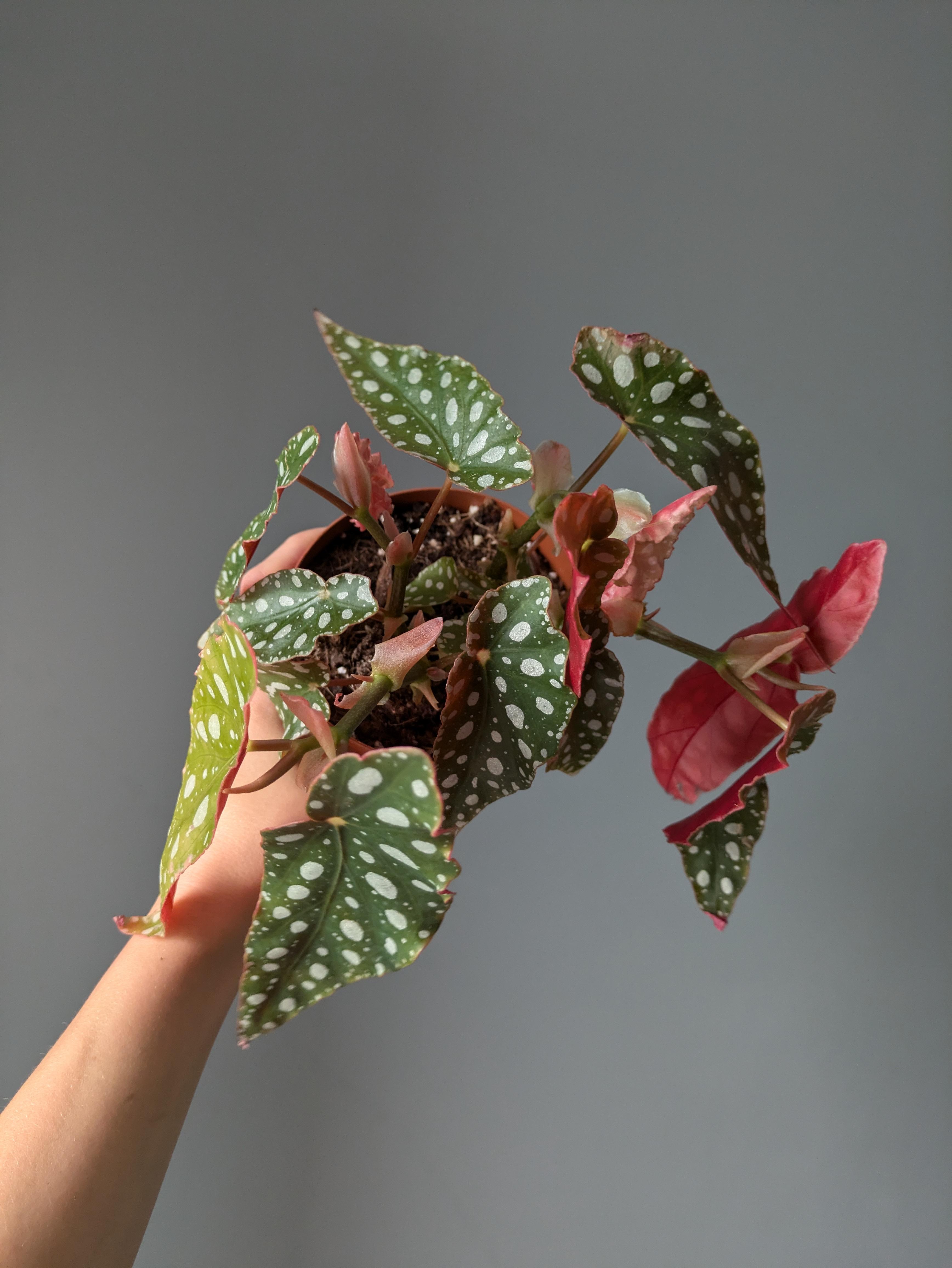 https://planthostel.com/pictures/ea20f73f-aa17-44f1-90ba-138e3888ca2e.jpg