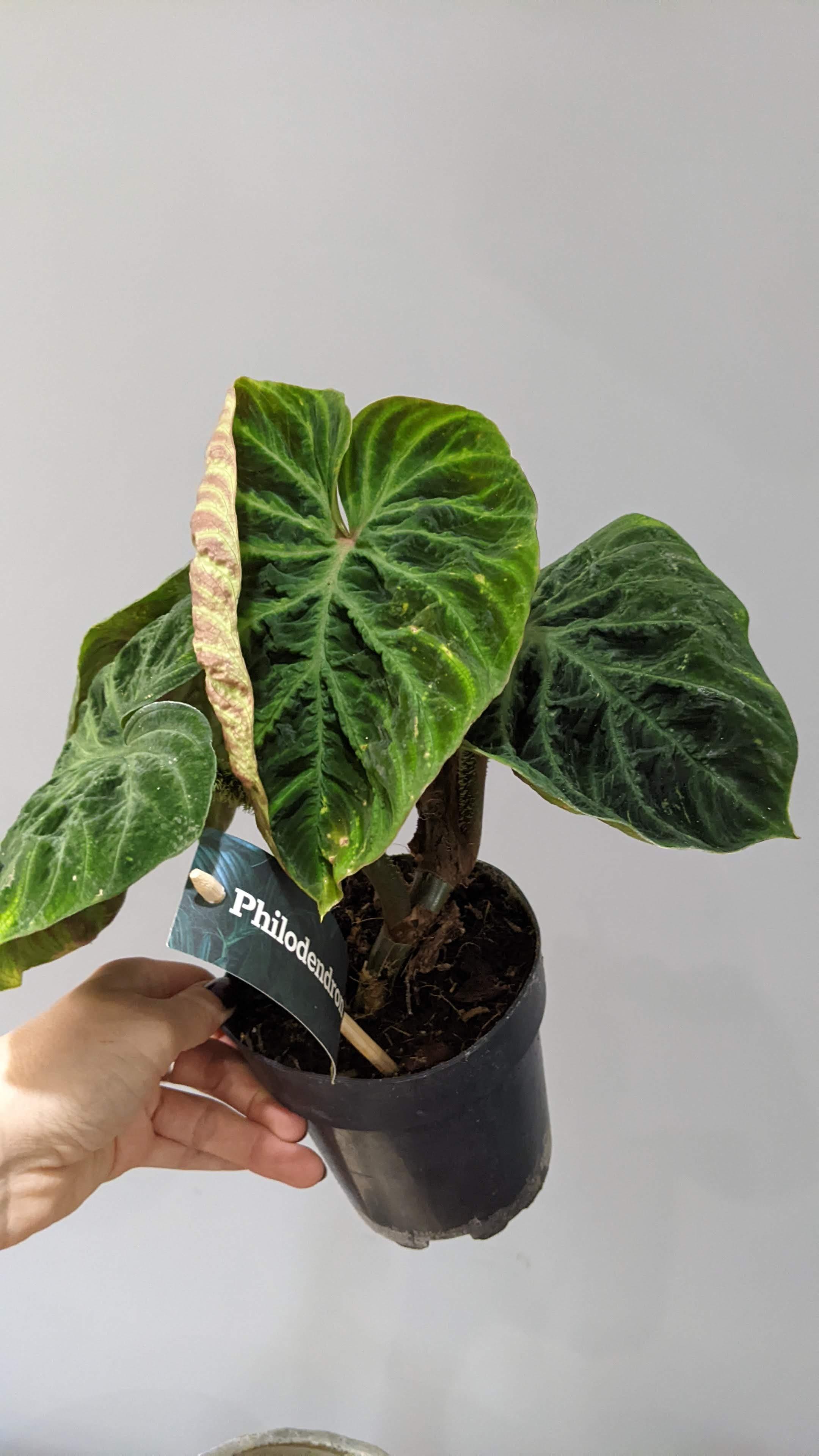 Philodendron verrucosum 'Incensi' Tropical House Plant in 12cm pot  