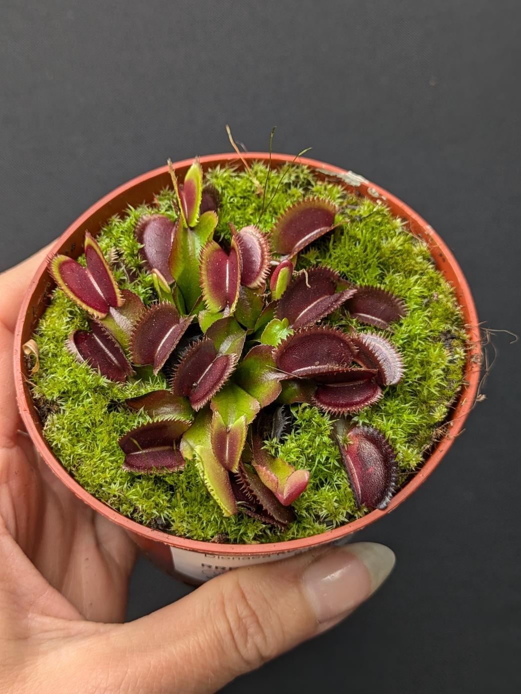 Venus Flytrap 'Red Piranha'