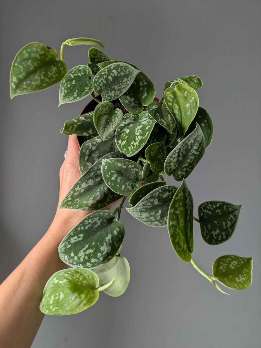 Scindapsus pictus