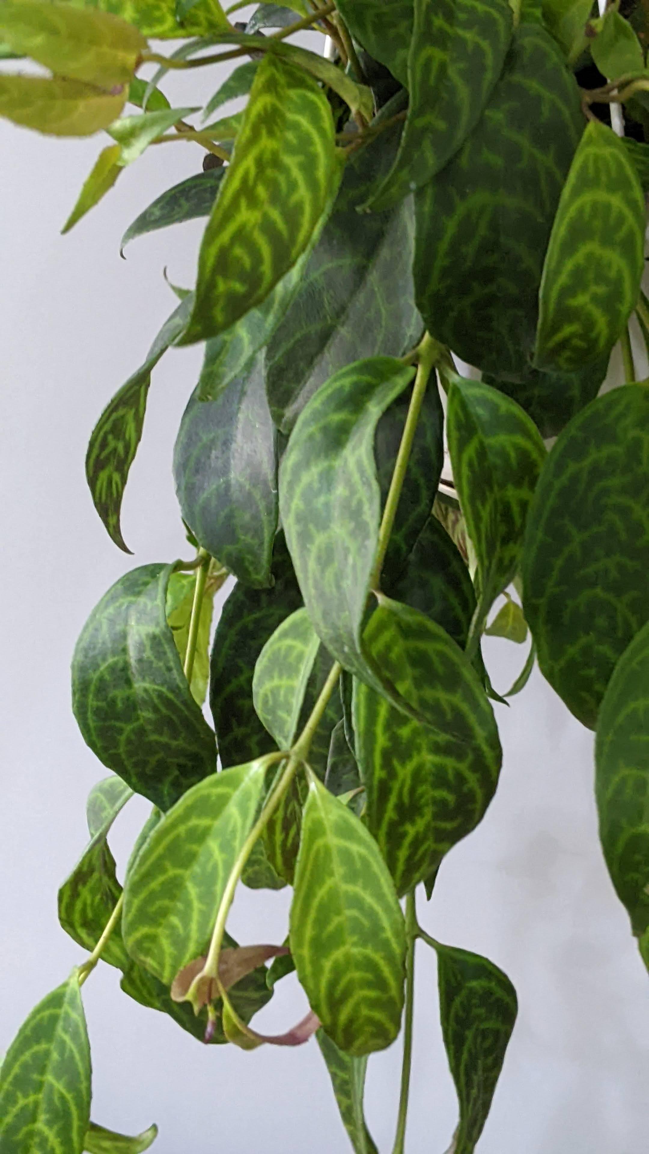 https://planthostel.com/pictures/f0f68dda-16be-482a-bbc5-4cbae1dc4374.jpg