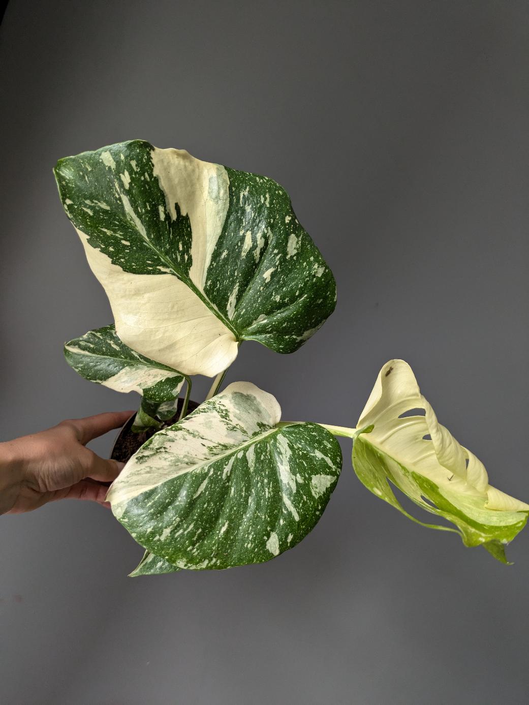 Monstera 'Thai Constellation'