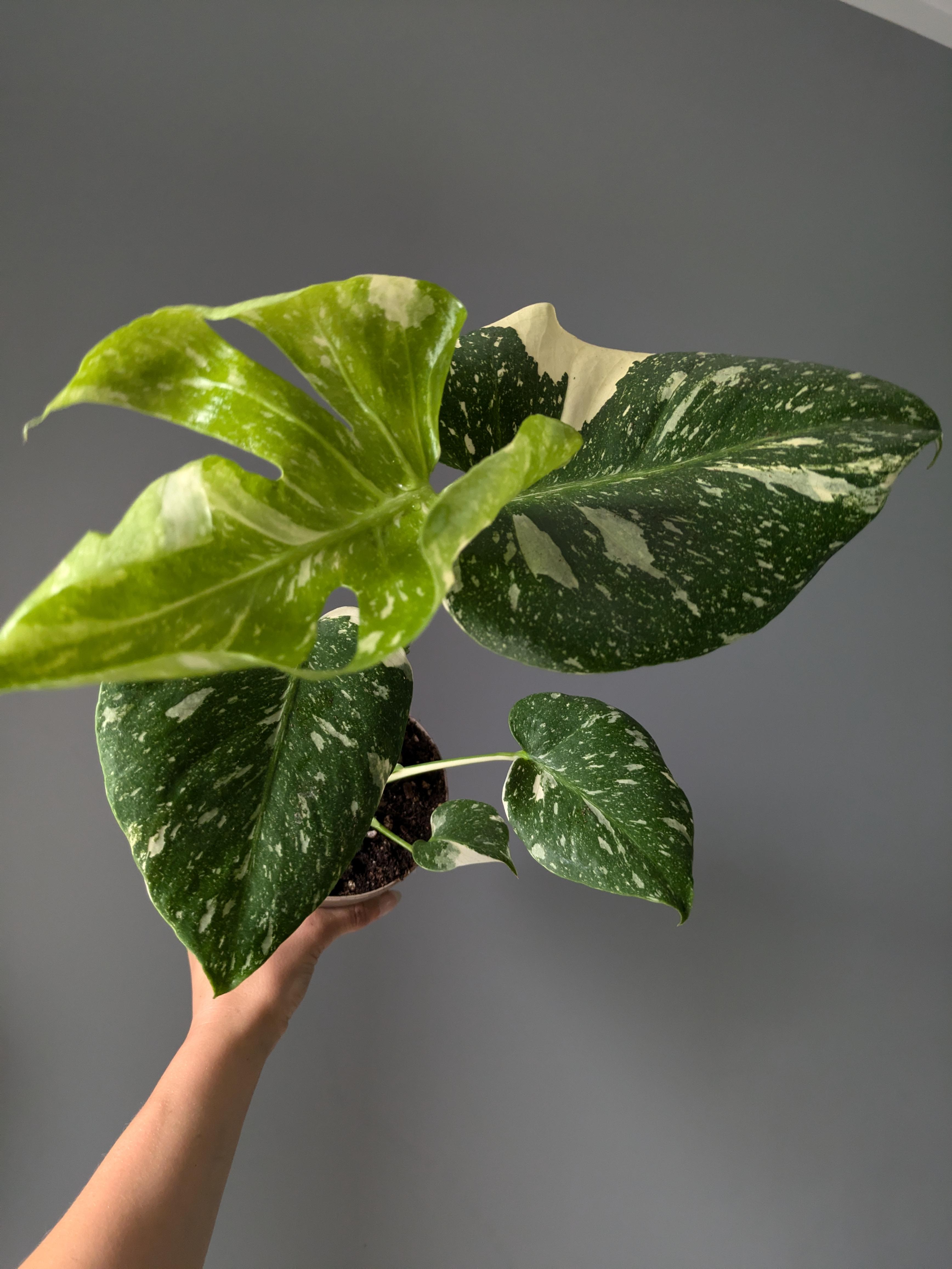 https://planthostel.com/pictures/f40fd186-4bb8-4be4-83f0-4d69734a4ecc.jpg