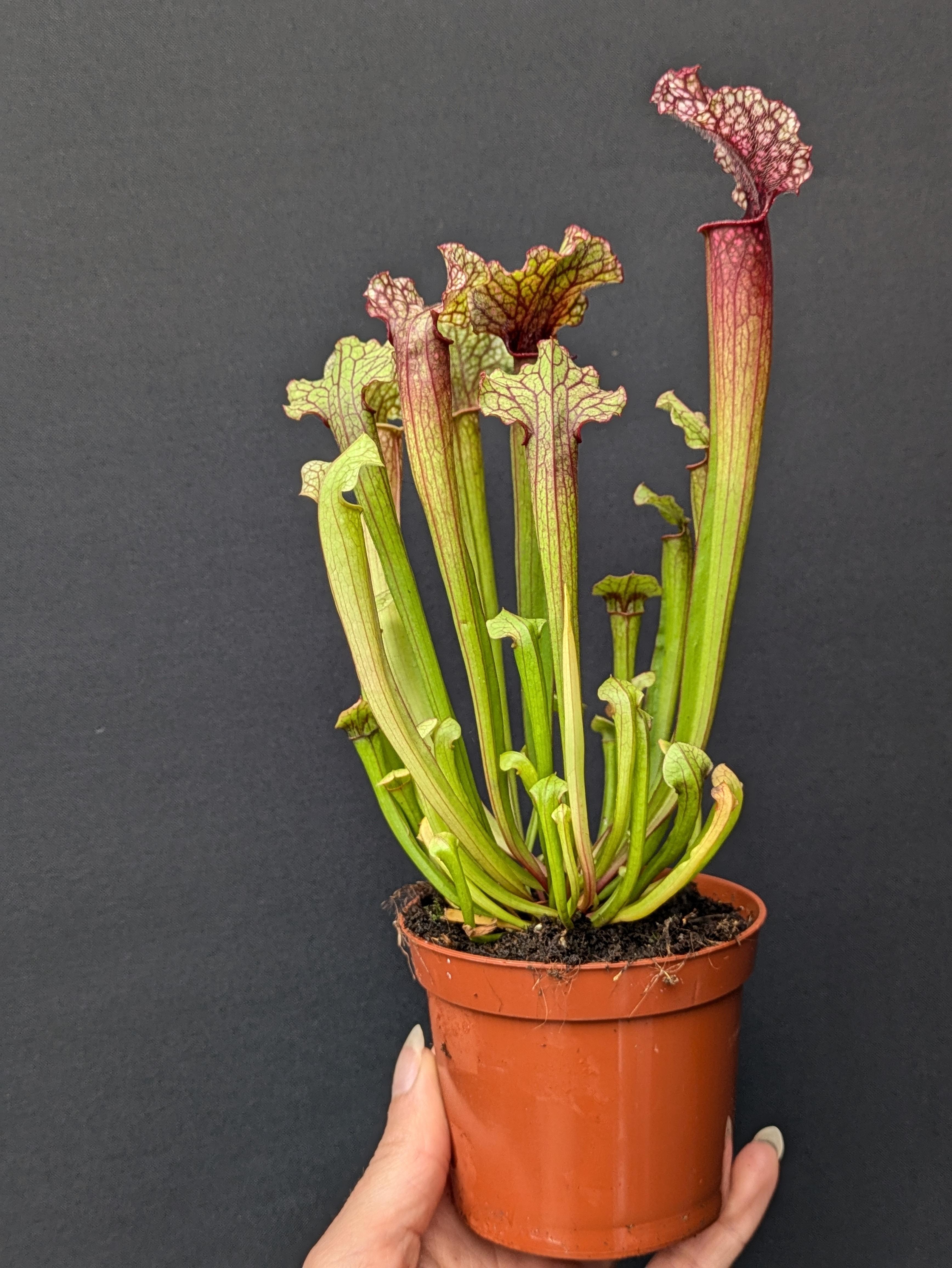  Sarracenia 'Judith Hindle'