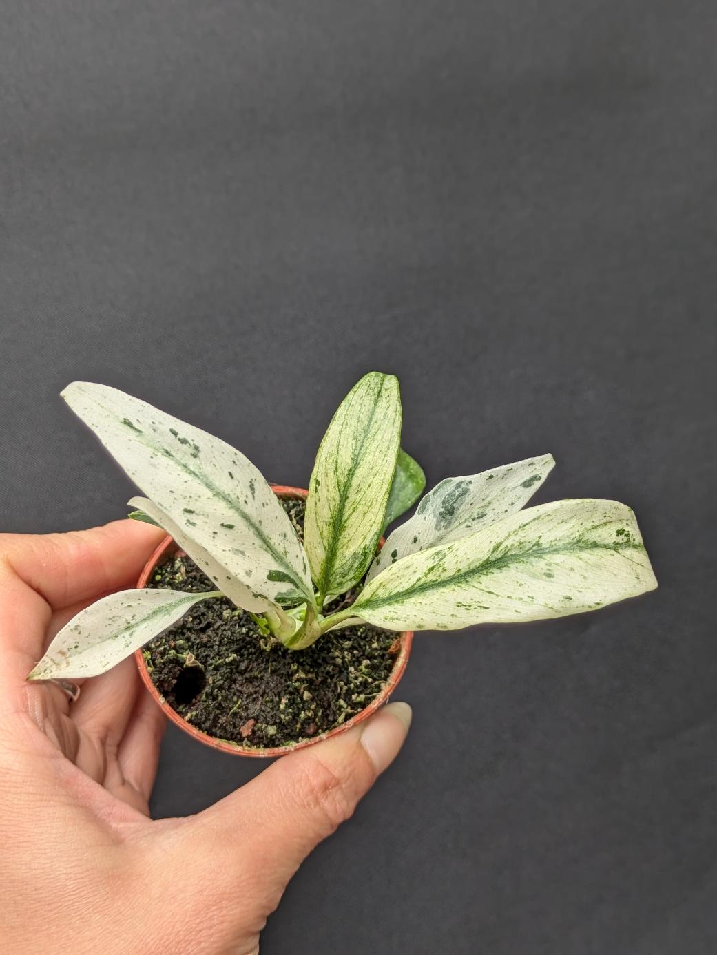 Rhaphidophora puberula 'Variegata'